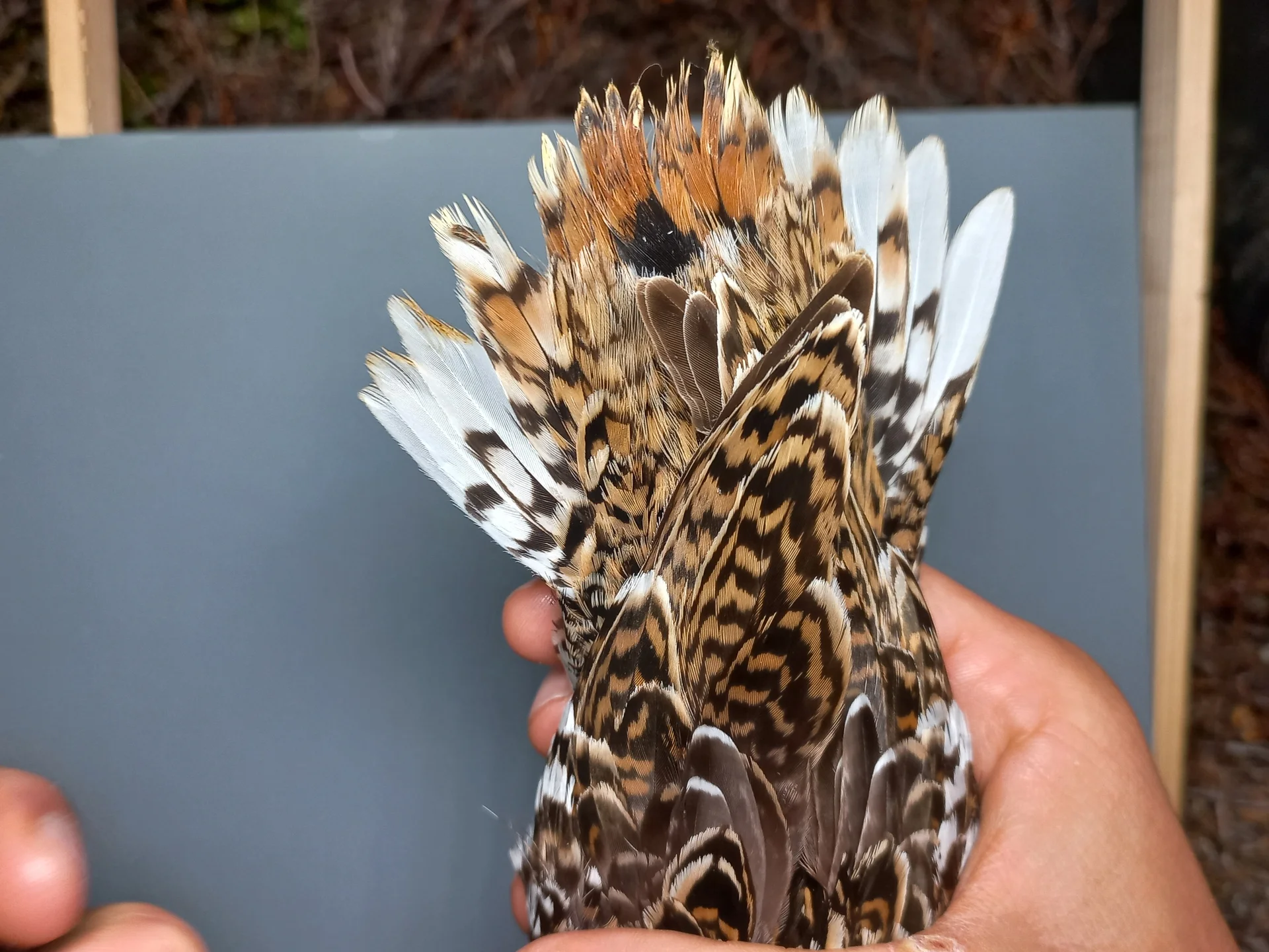 Vogelafbeelding