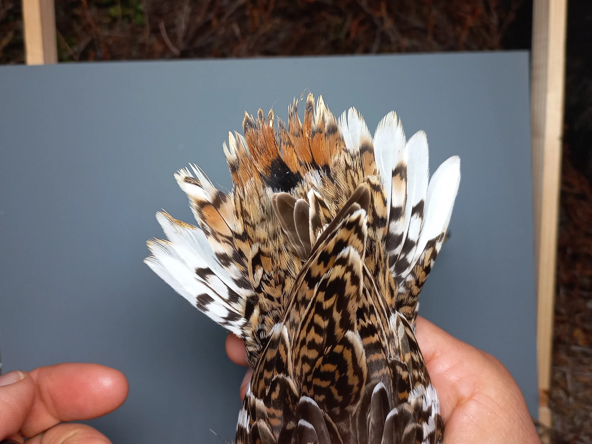 Vogelafbeelding