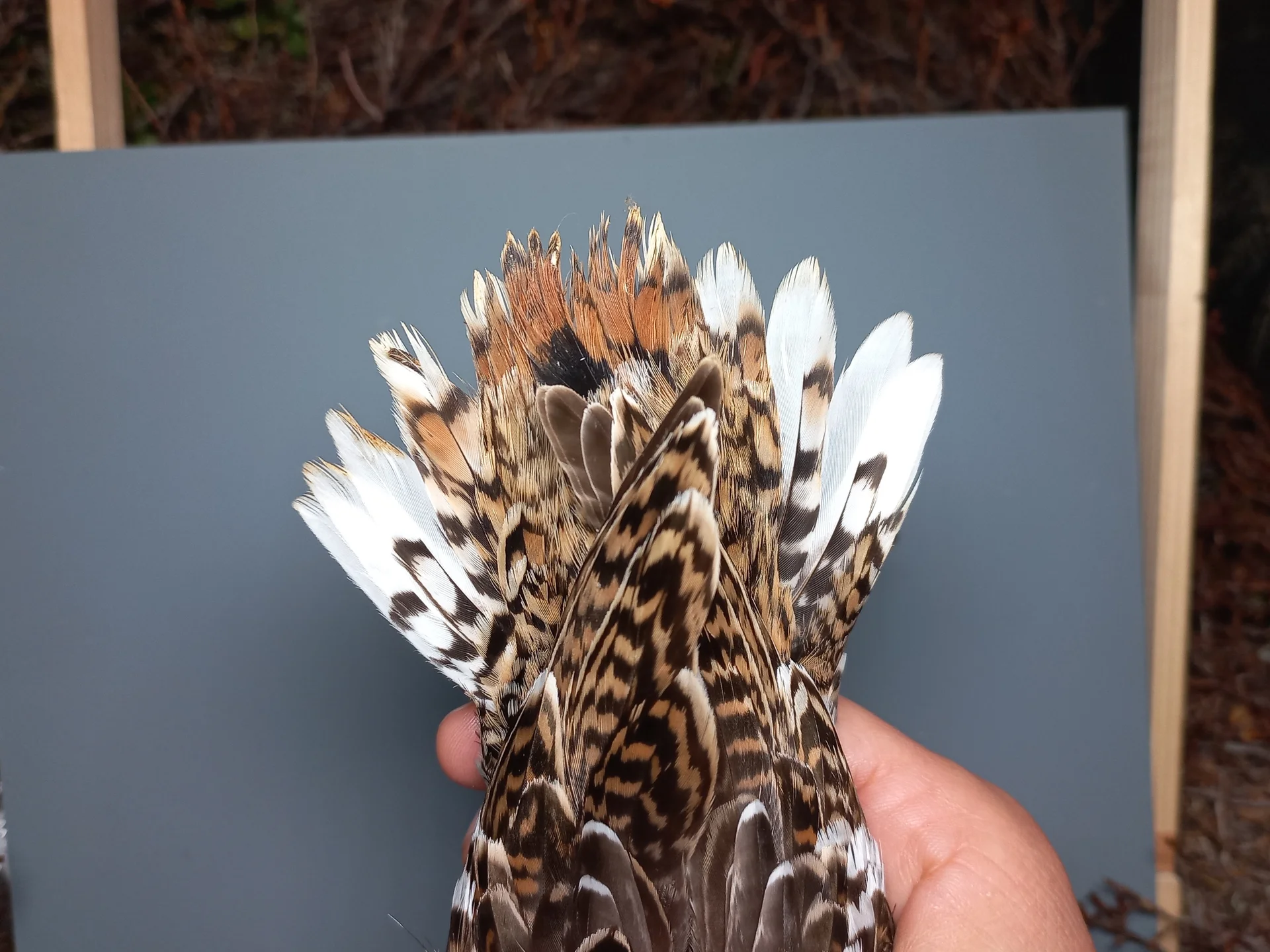 Vogelafbeelding