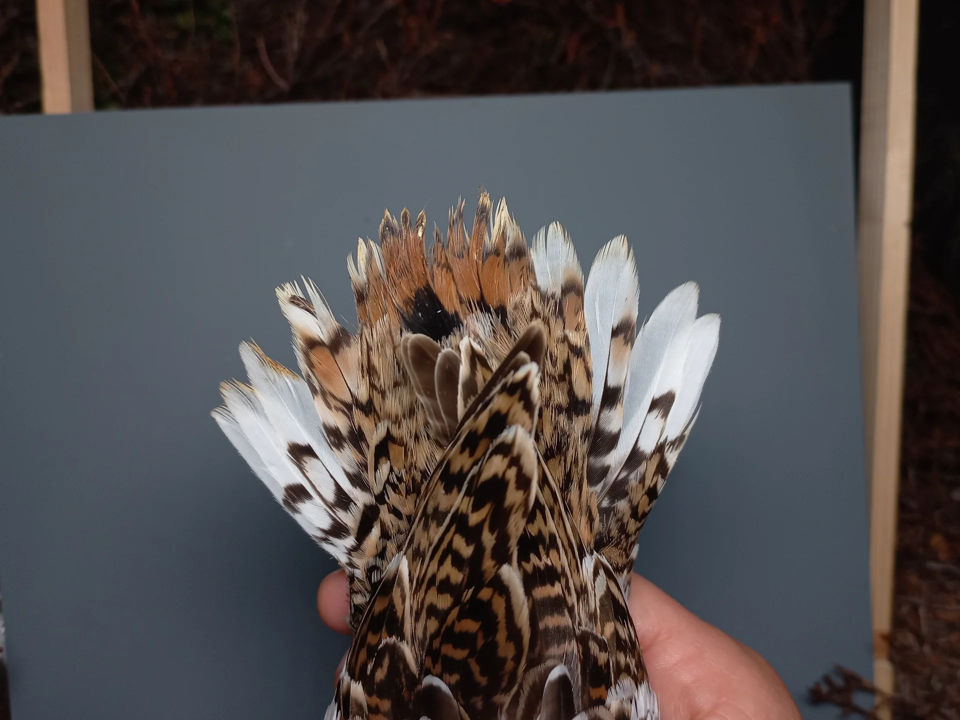 Vogelafbeelding