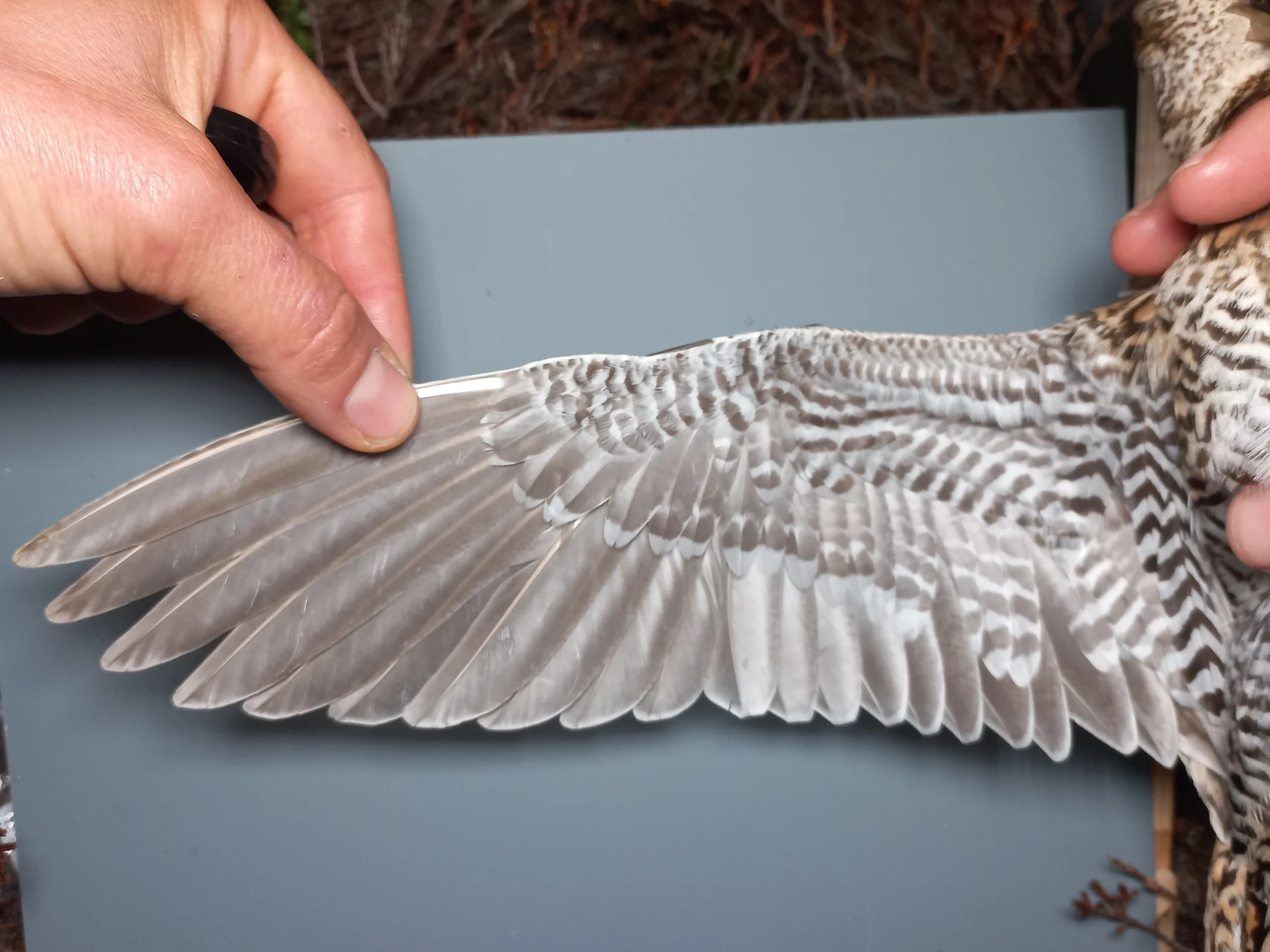 Vogelafbeelding