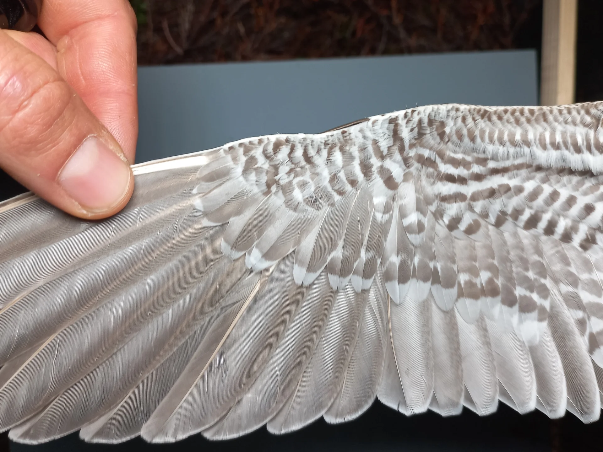 Vogelafbeelding