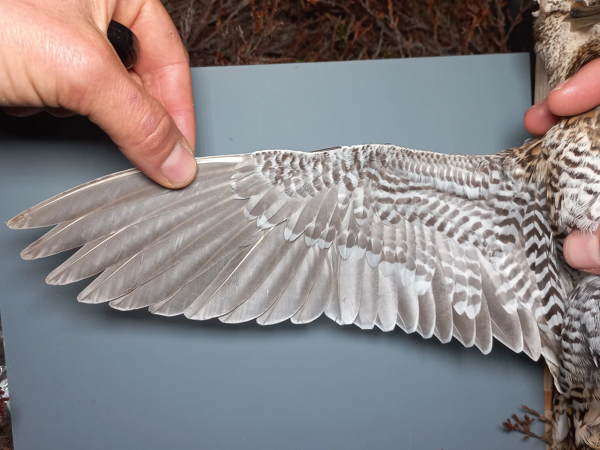 Vogelafbeelding
