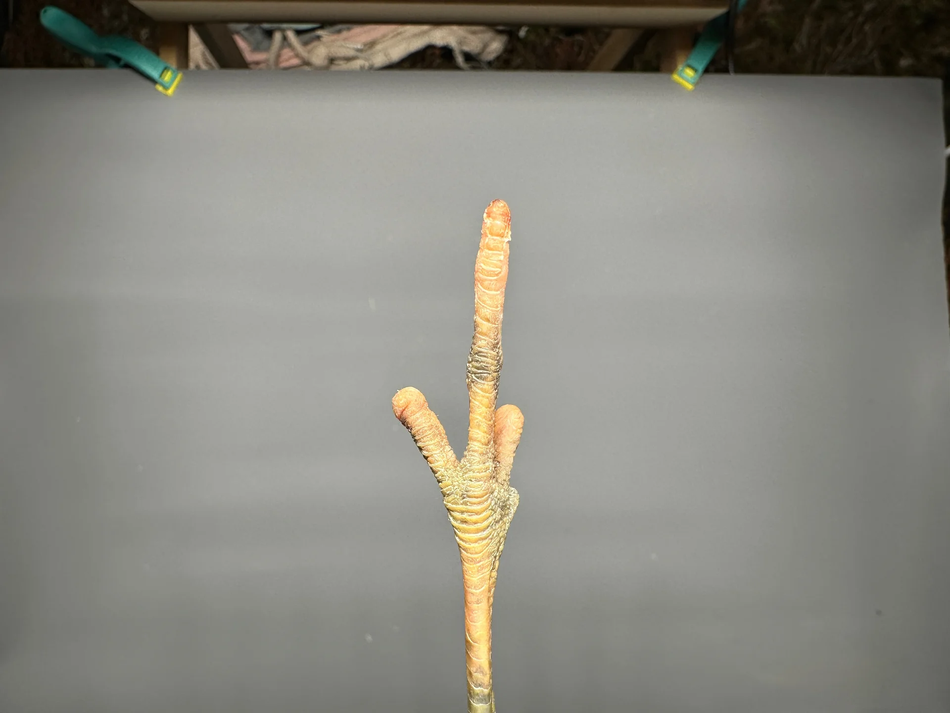 Vogelafbeelding