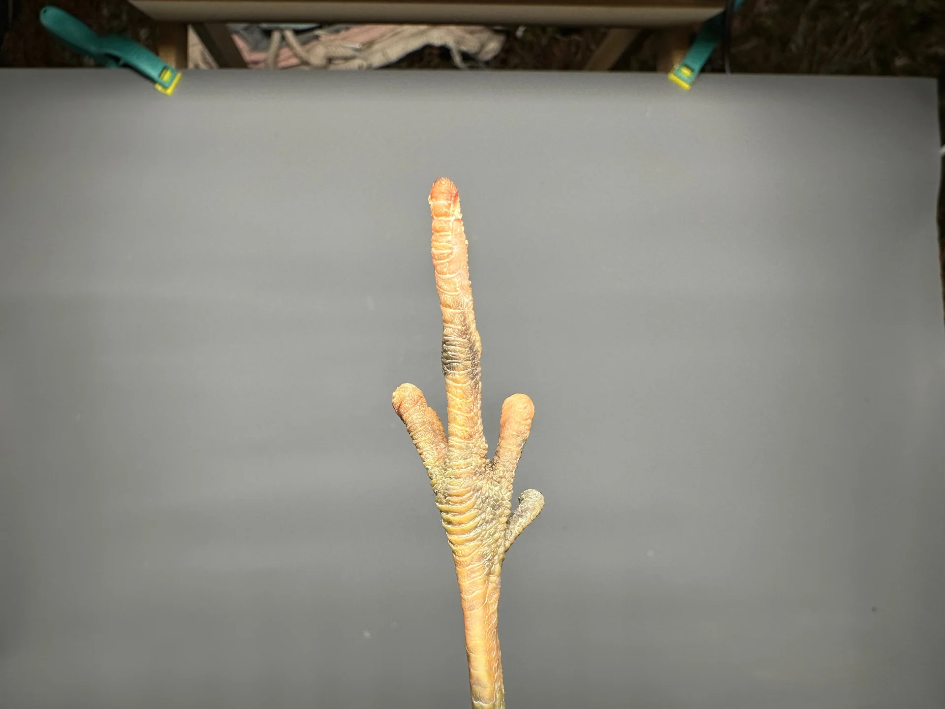 Vogelafbeelding