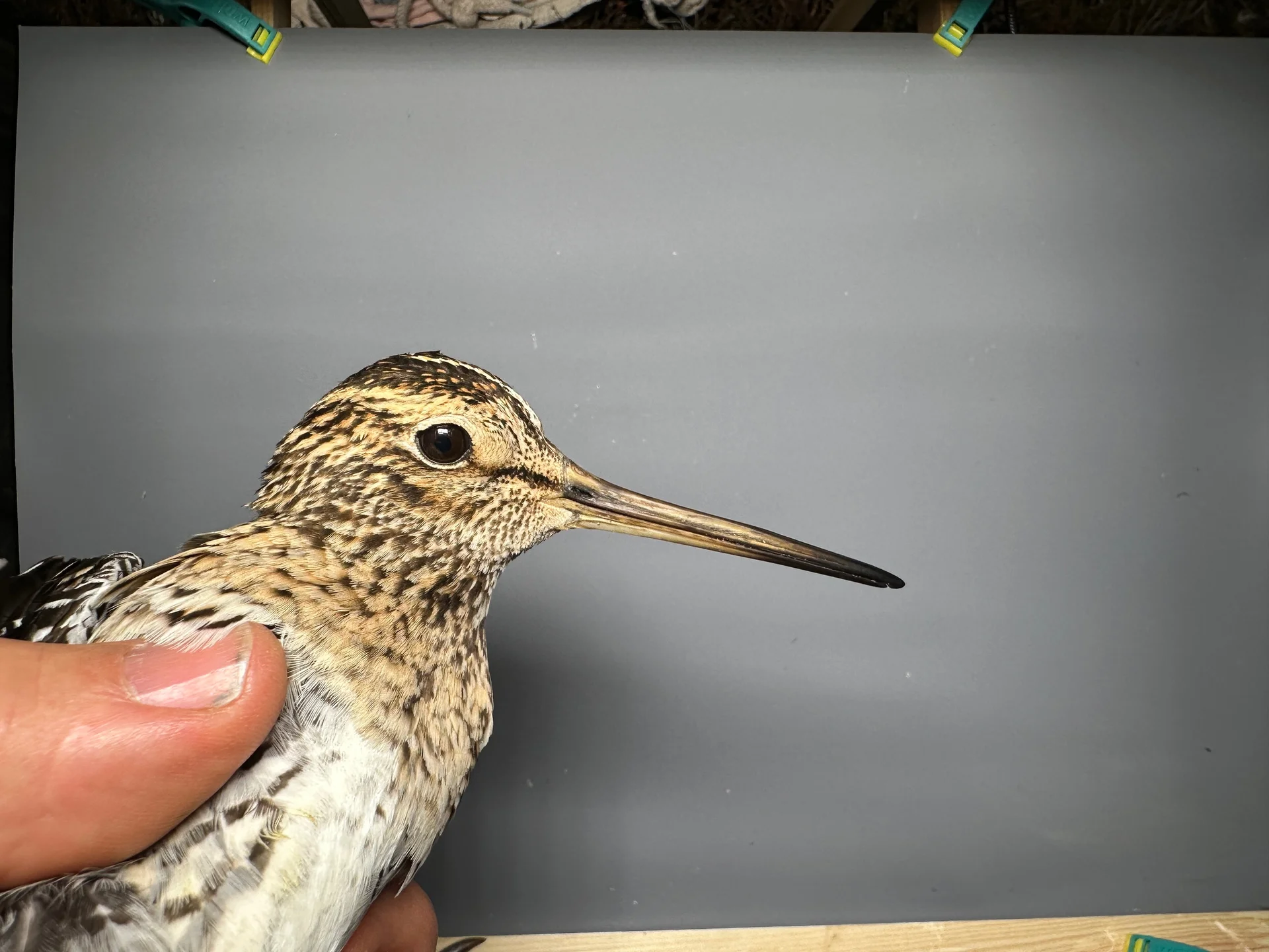 Vogelafbeelding