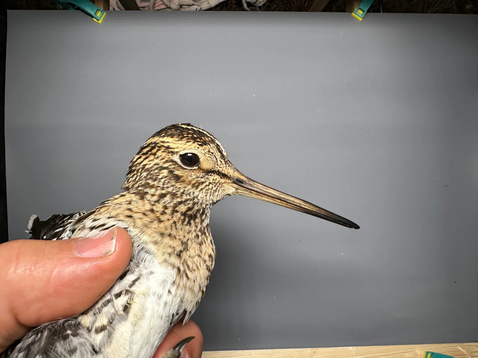 Vogelafbeelding
