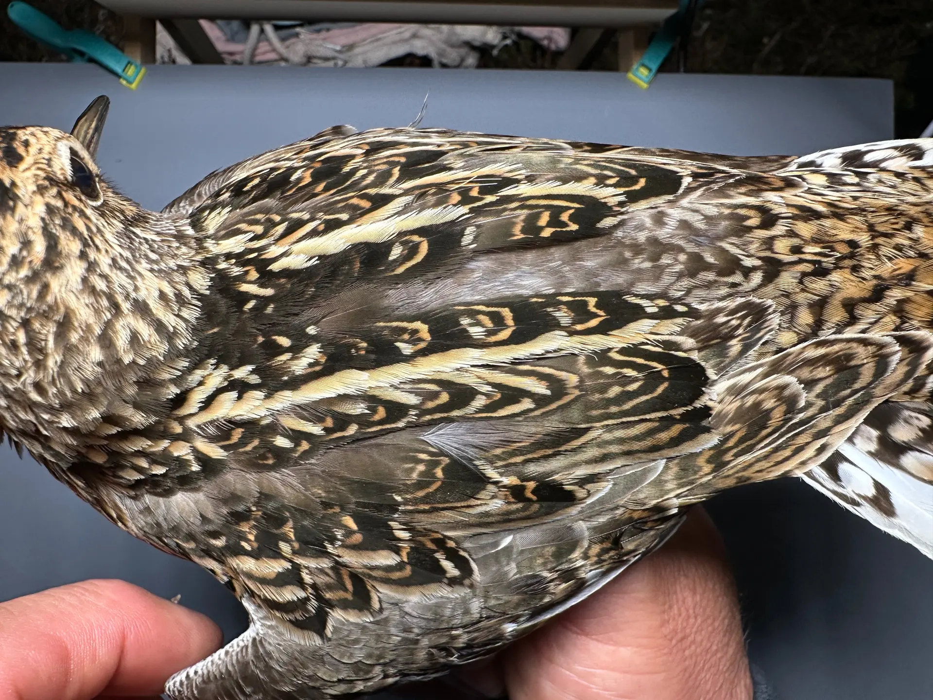 Vogelafbeelding