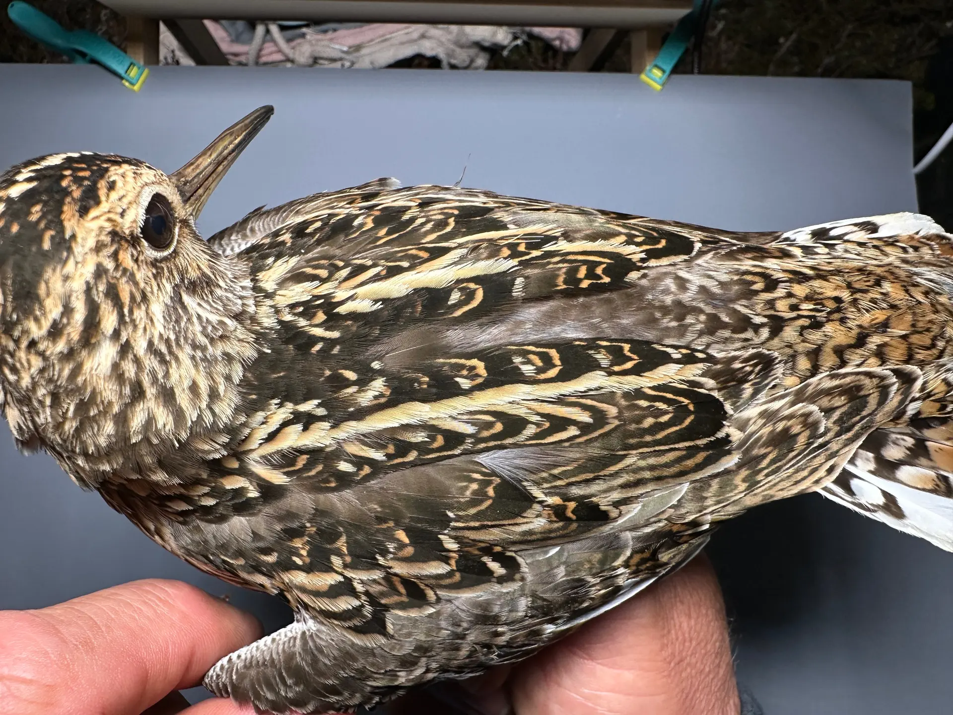 Vogelafbeelding
