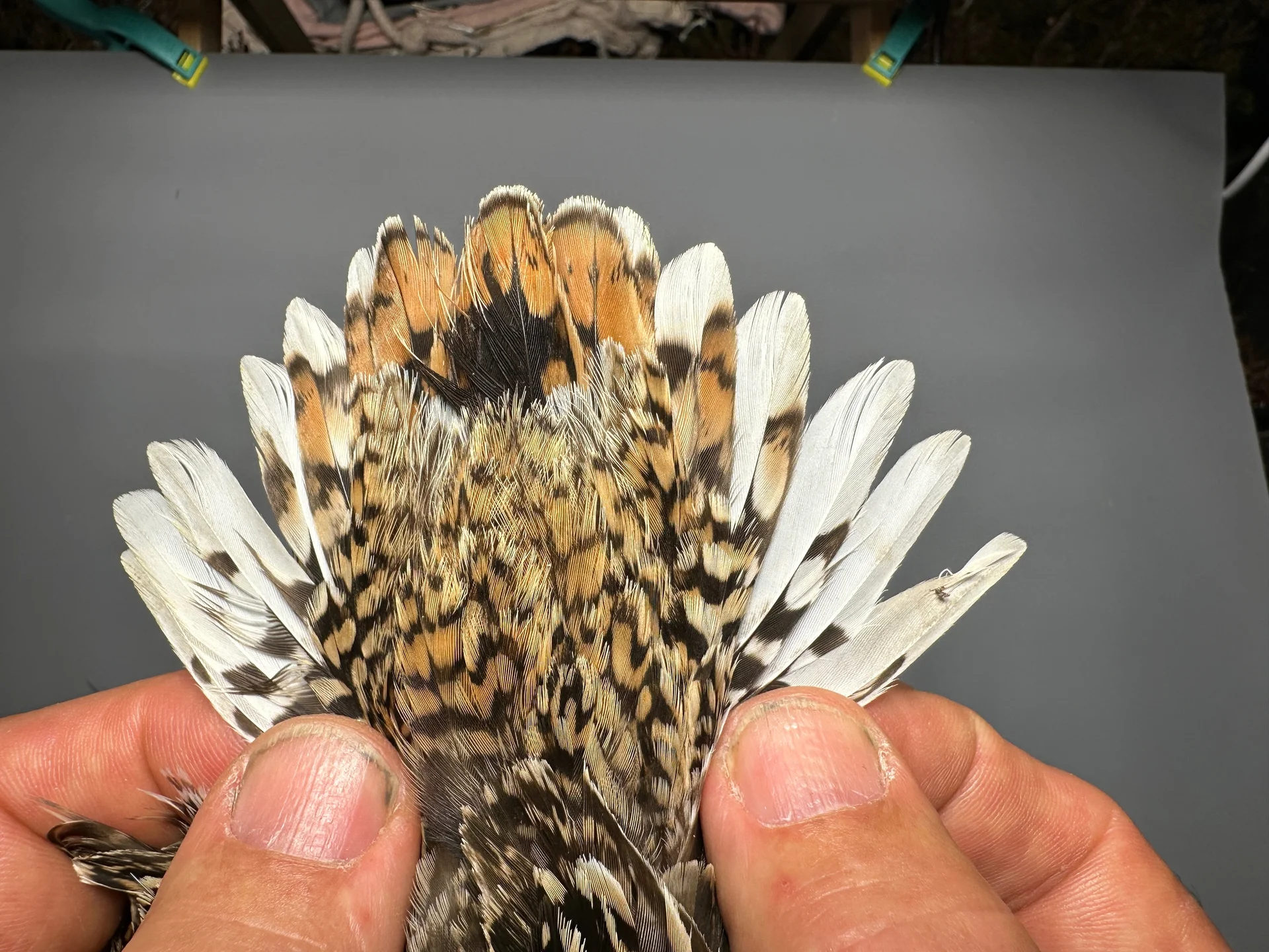 Vogelafbeelding