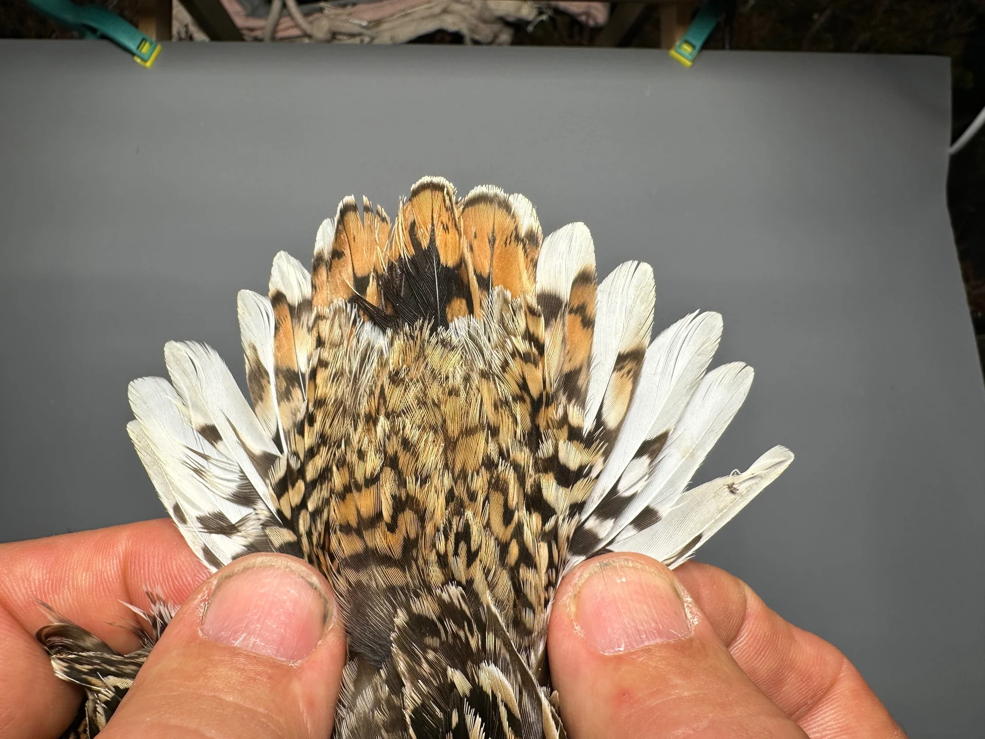 Vogelafbeelding
