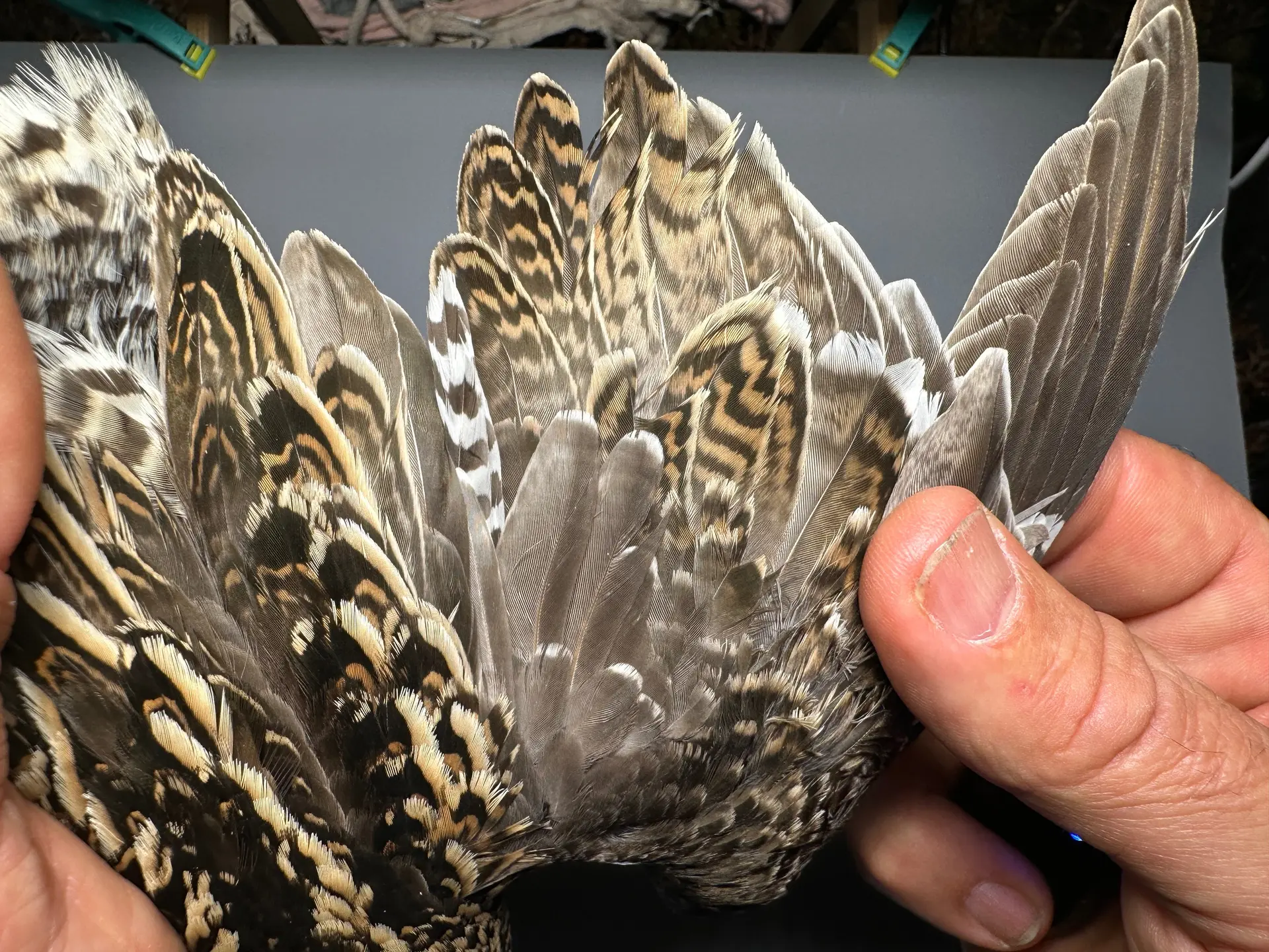Vogelafbeelding