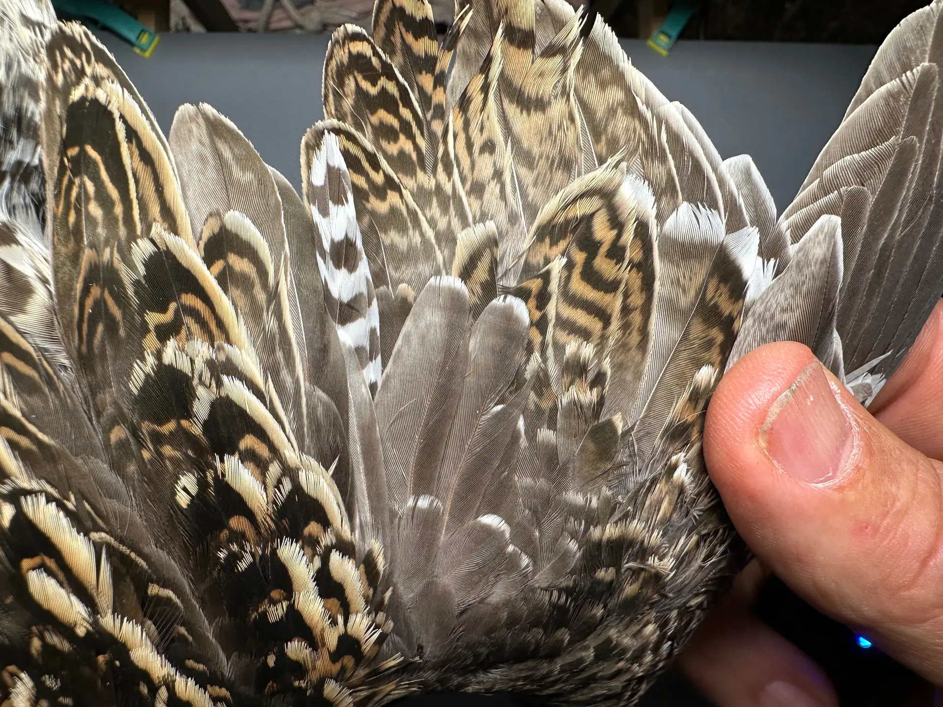 Vogelafbeelding