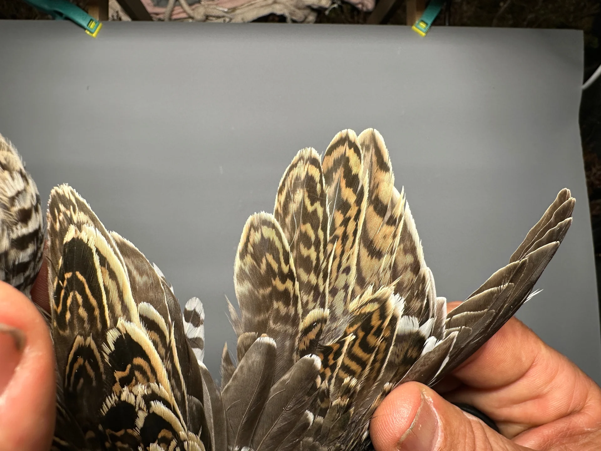 Vogelafbeelding
