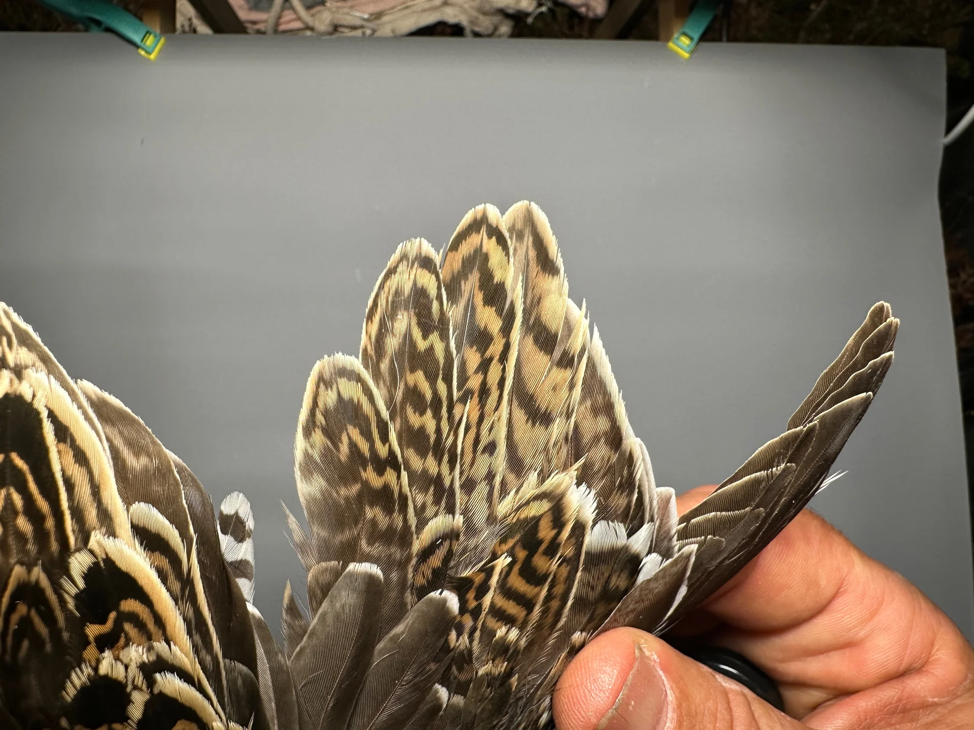 Vogelafbeelding