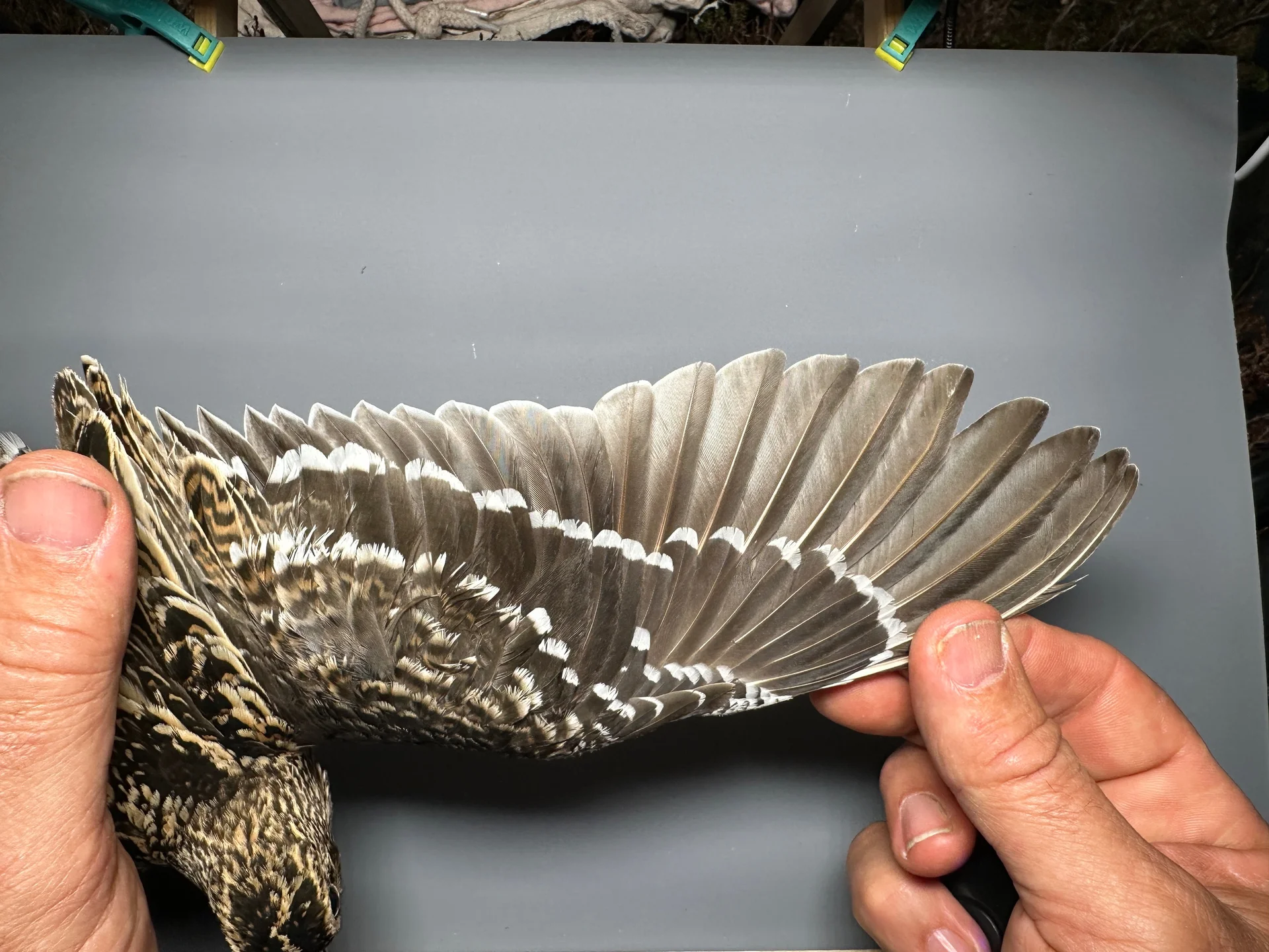 Vogelafbeelding
