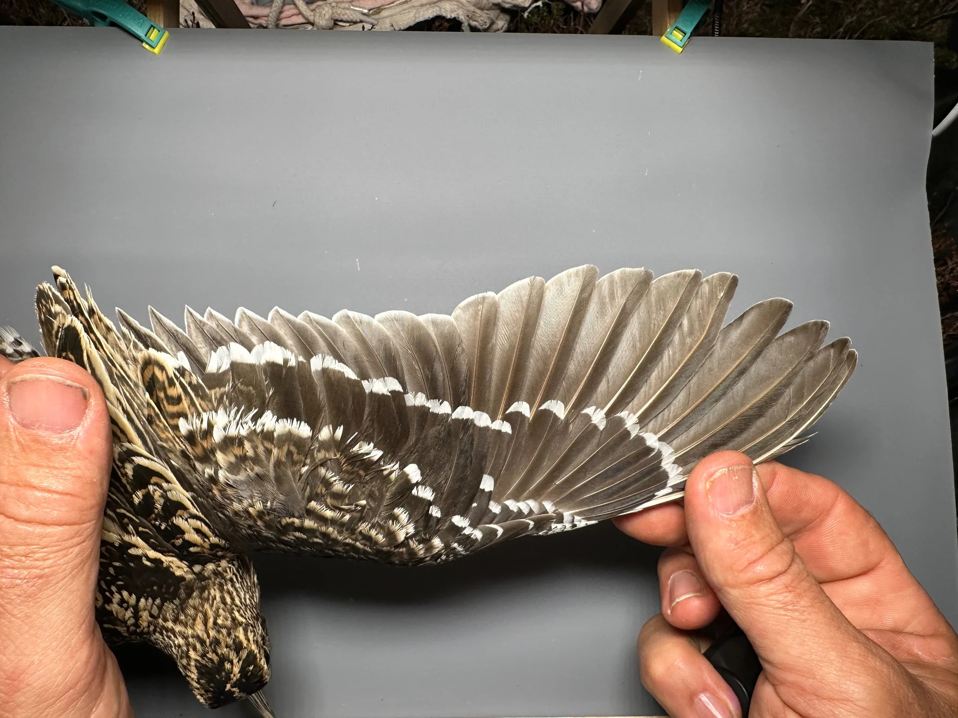 Vogelafbeelding