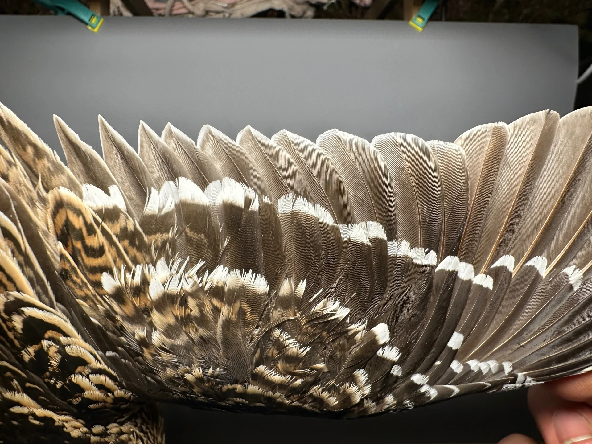 Vogelafbeelding