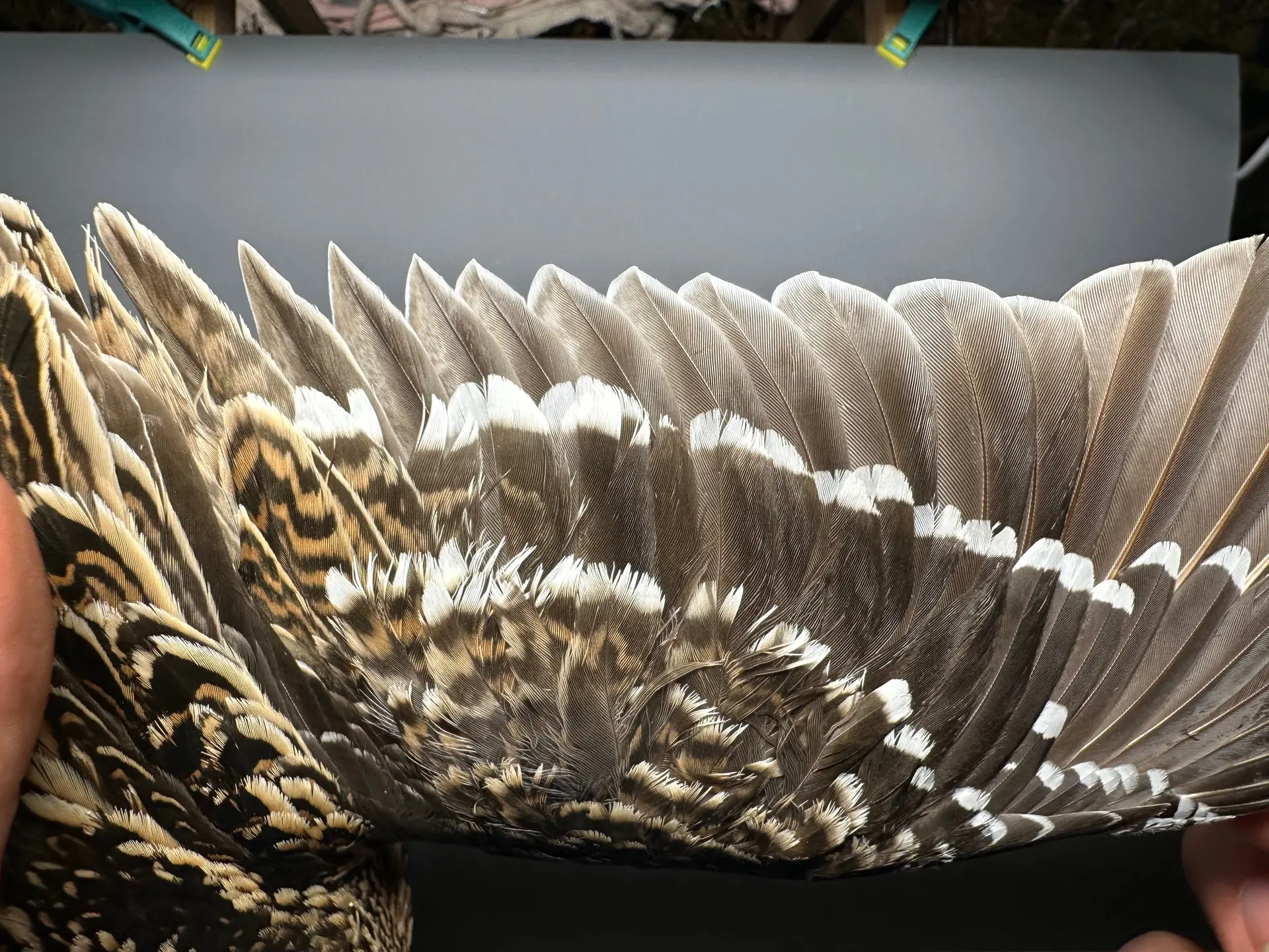 Vogelafbeelding