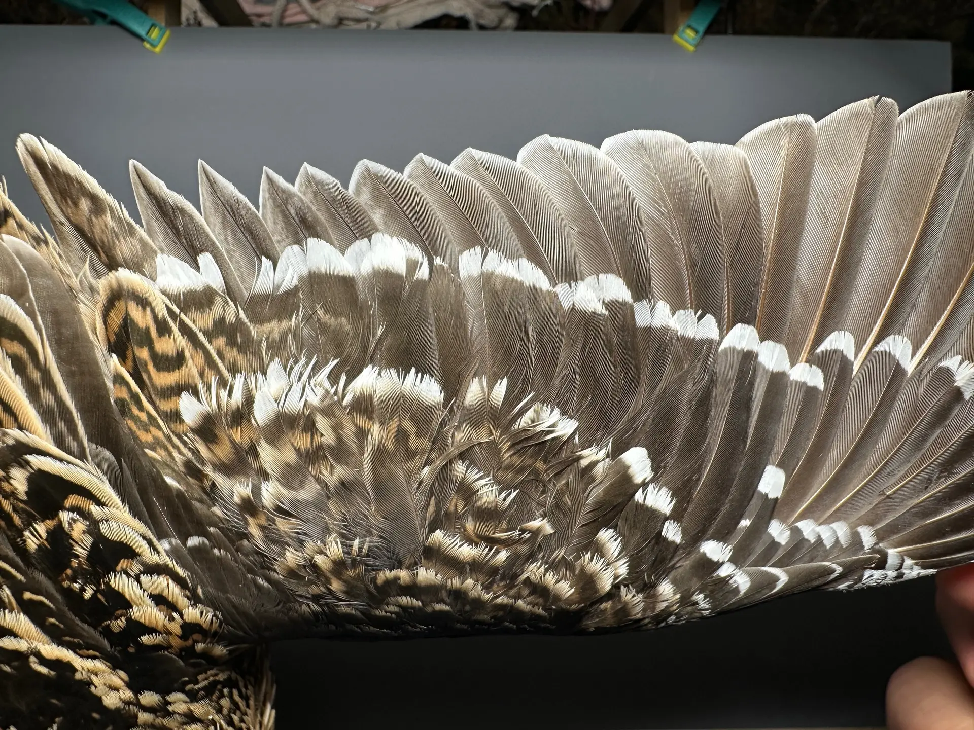Vogelafbeelding