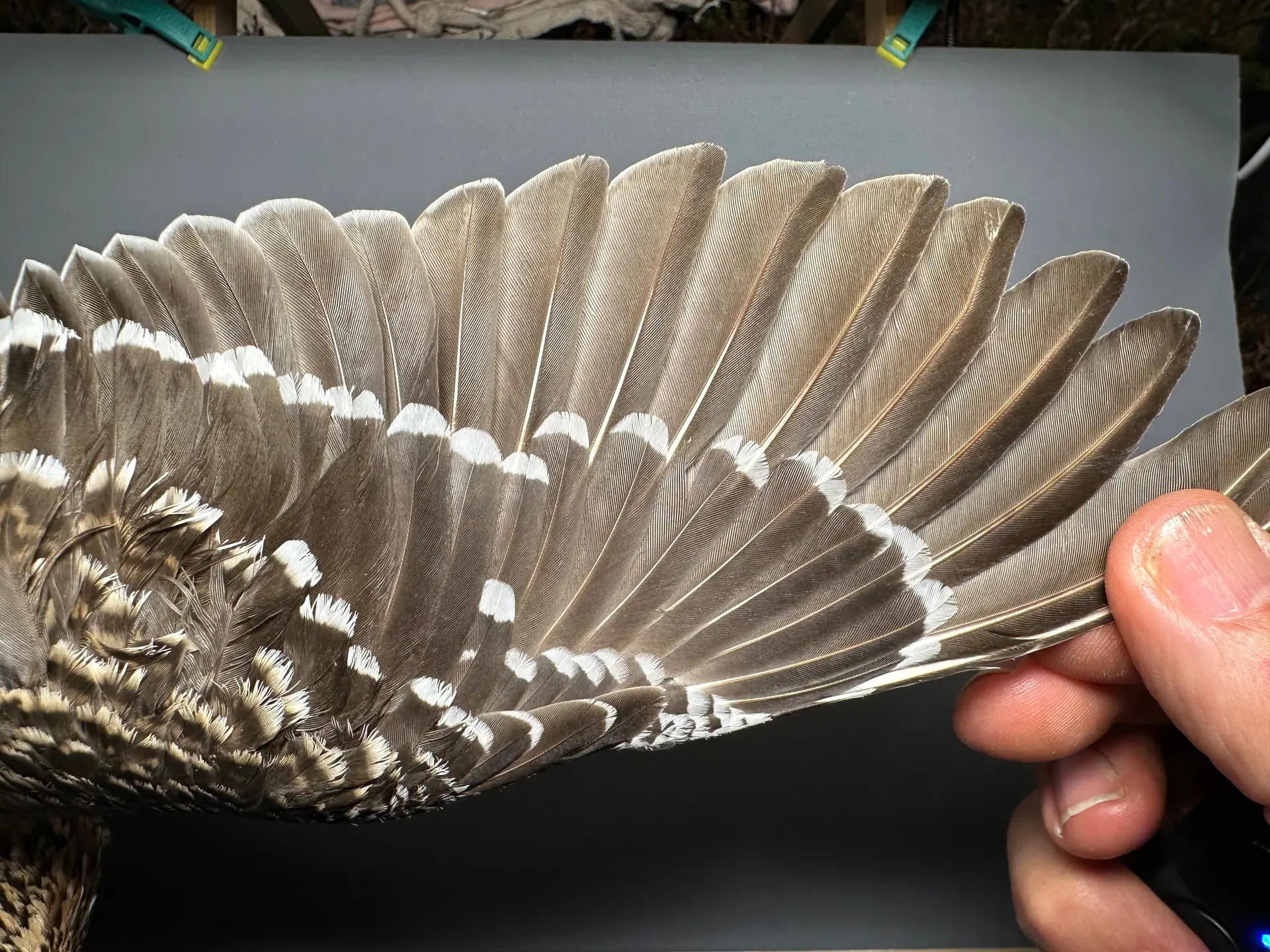 Vogelafbeelding