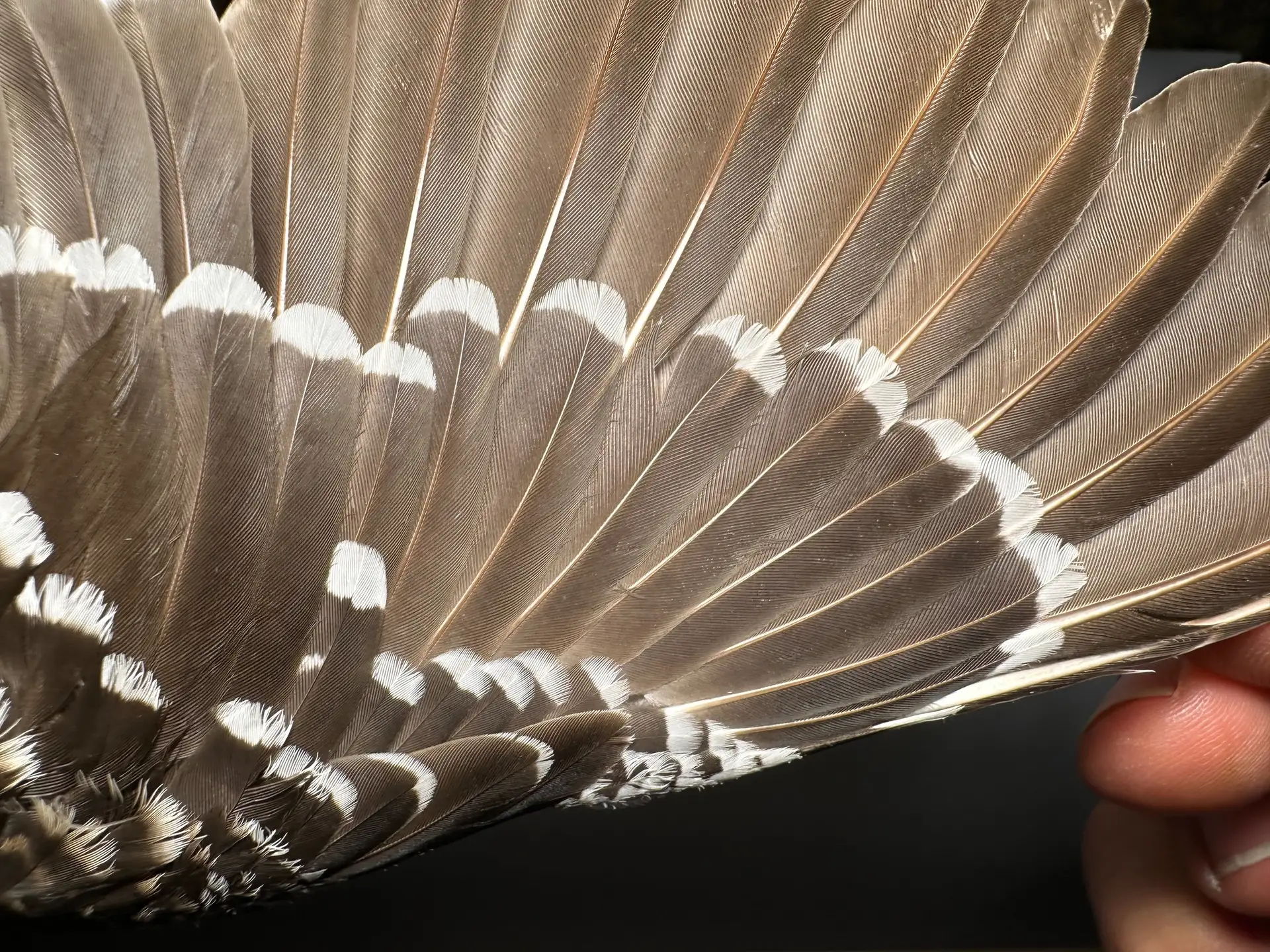 Vogelafbeelding