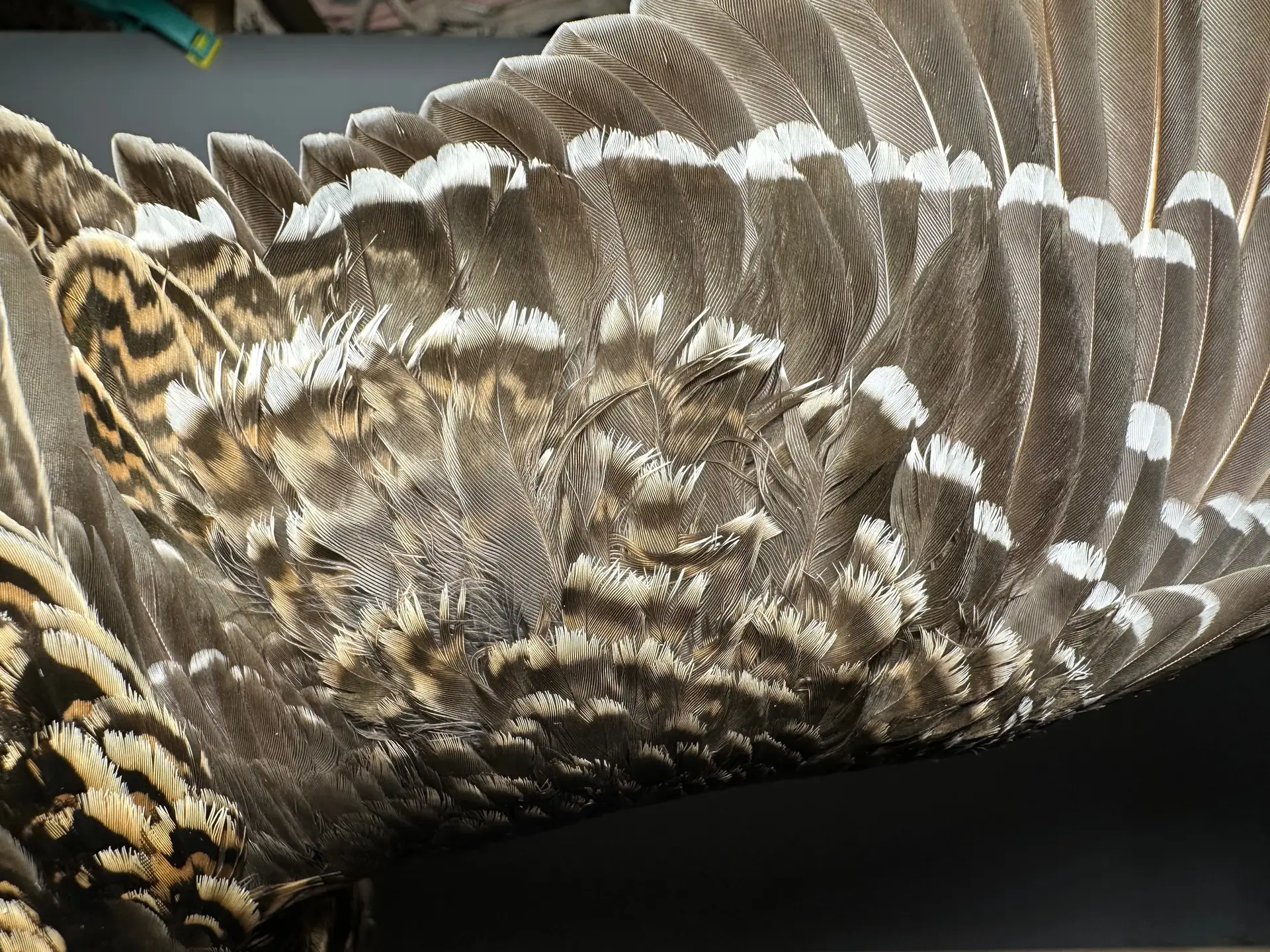 Vogelafbeelding