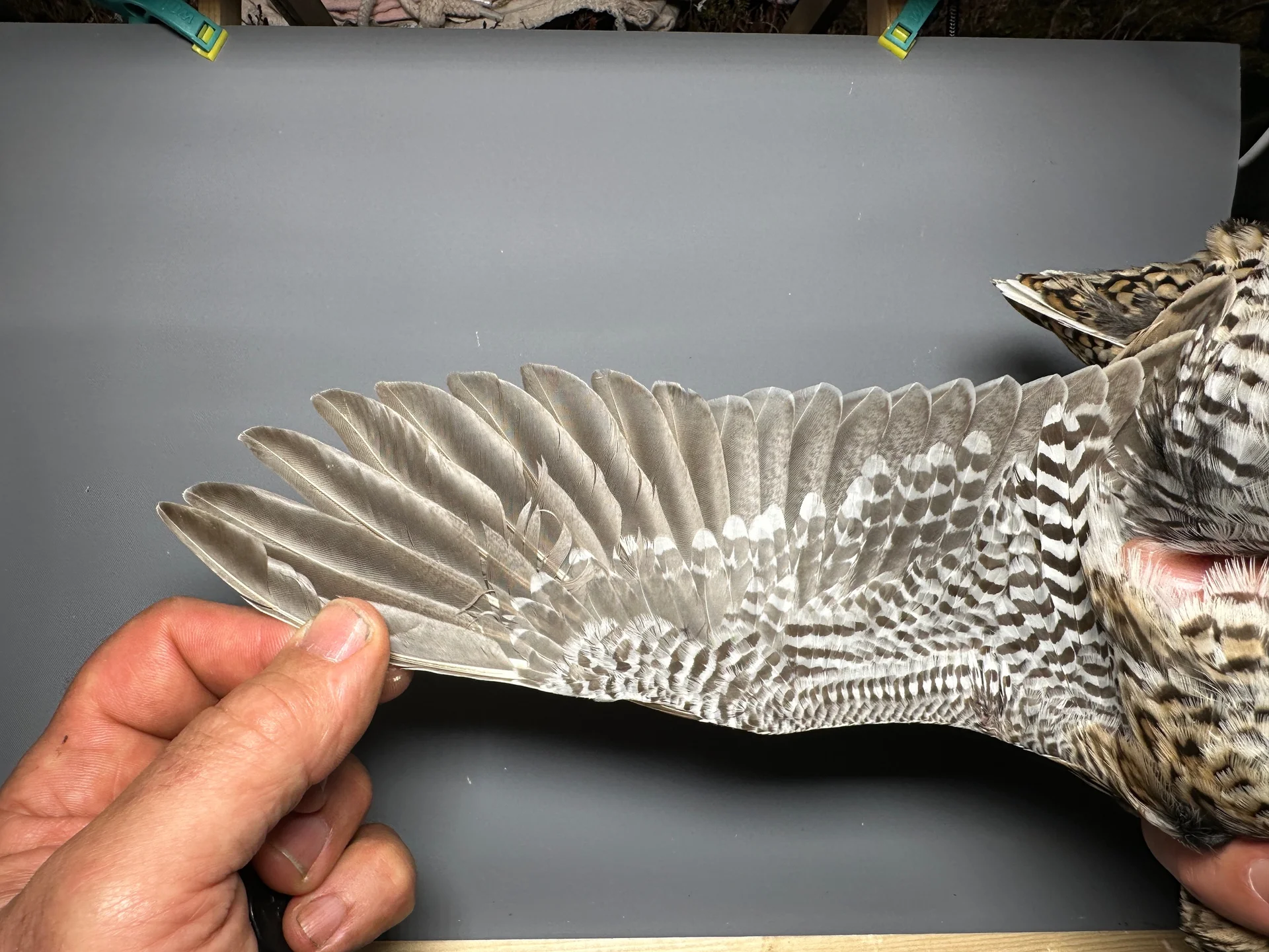 Vogelafbeelding