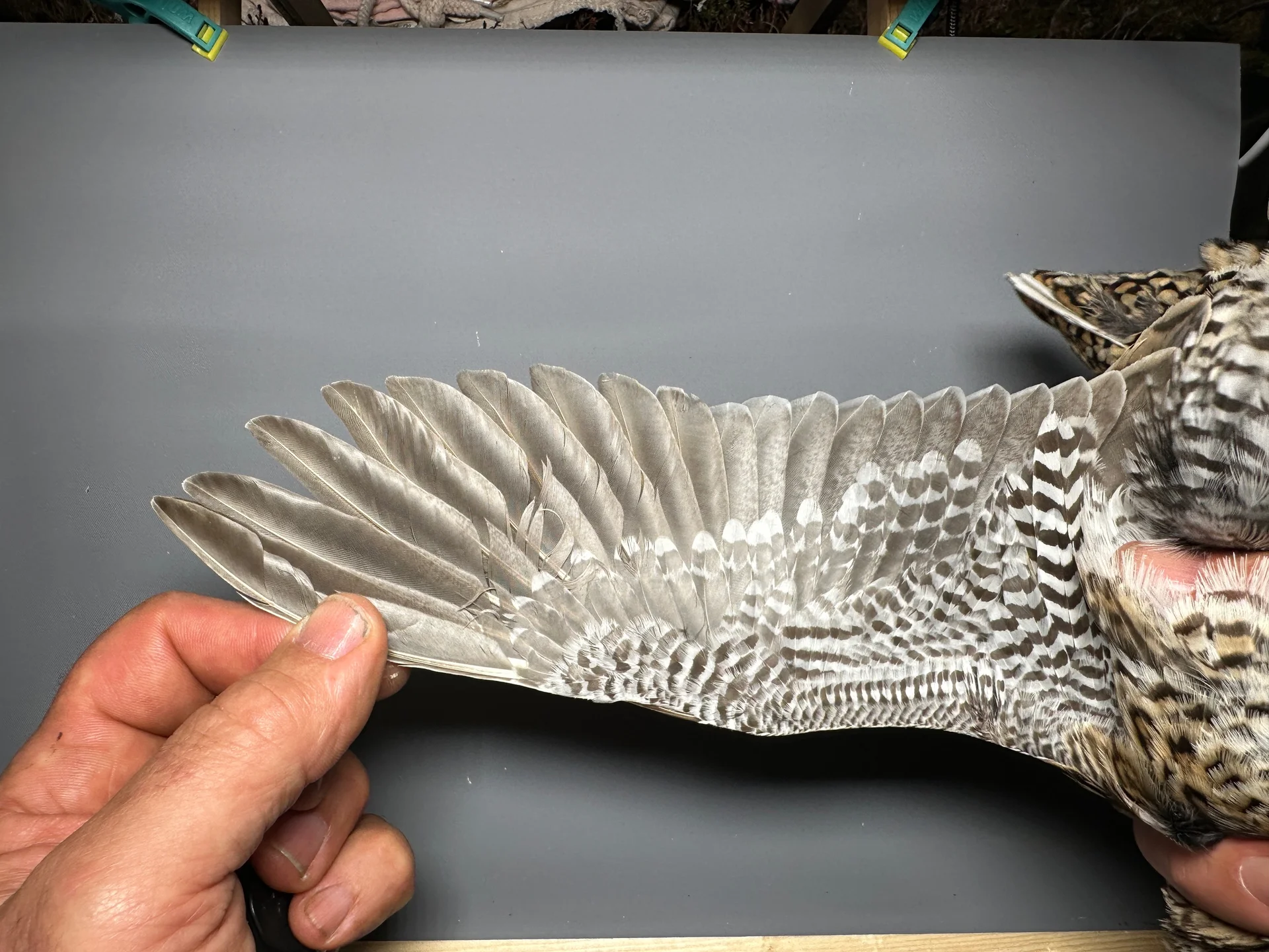 Vogelafbeelding