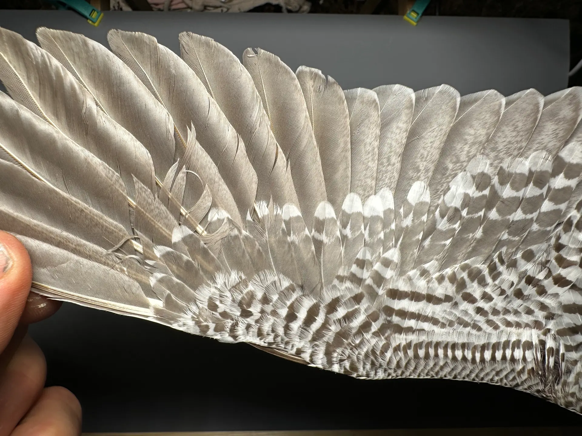 Vogelafbeelding