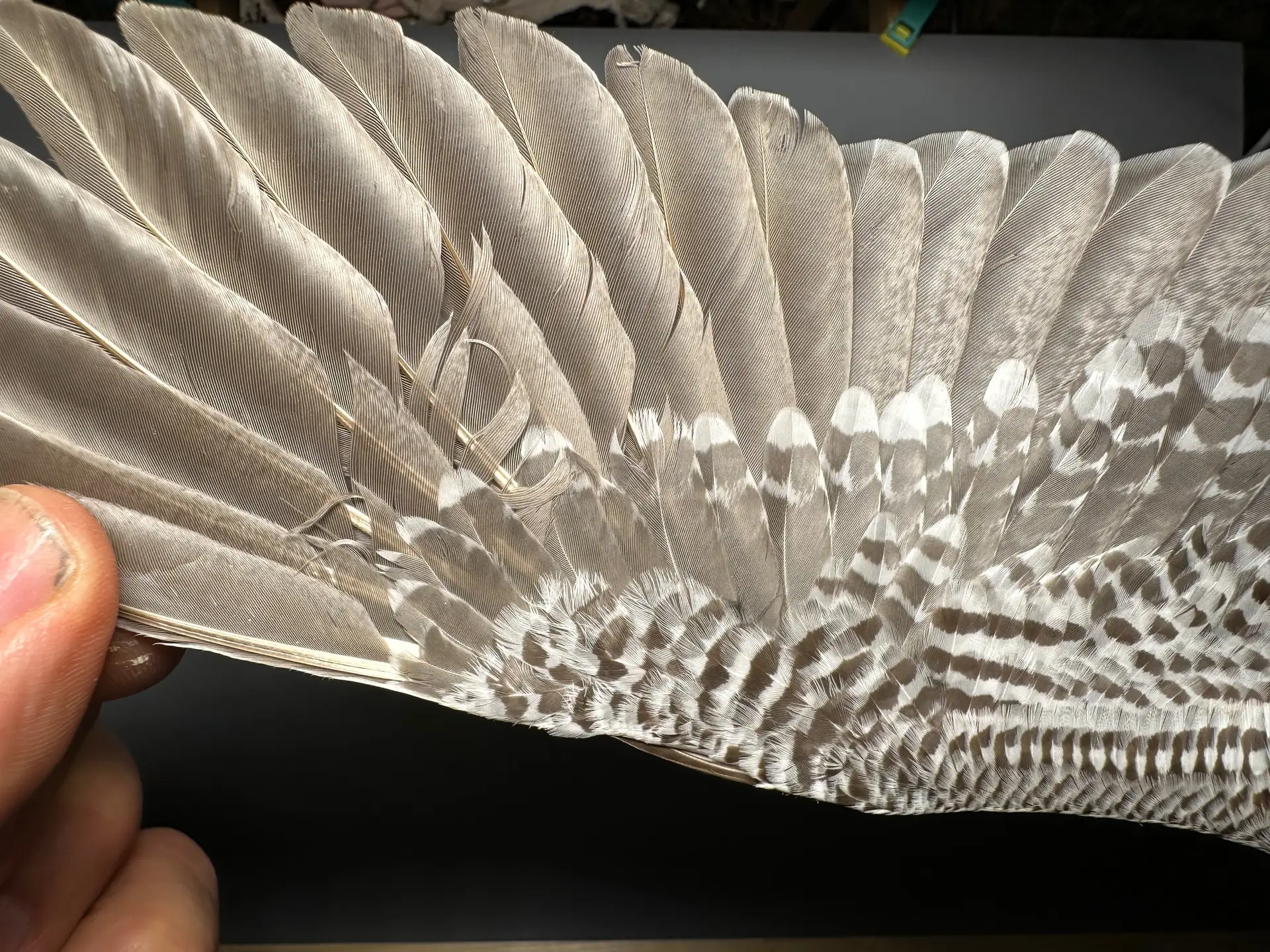 Vogelafbeelding