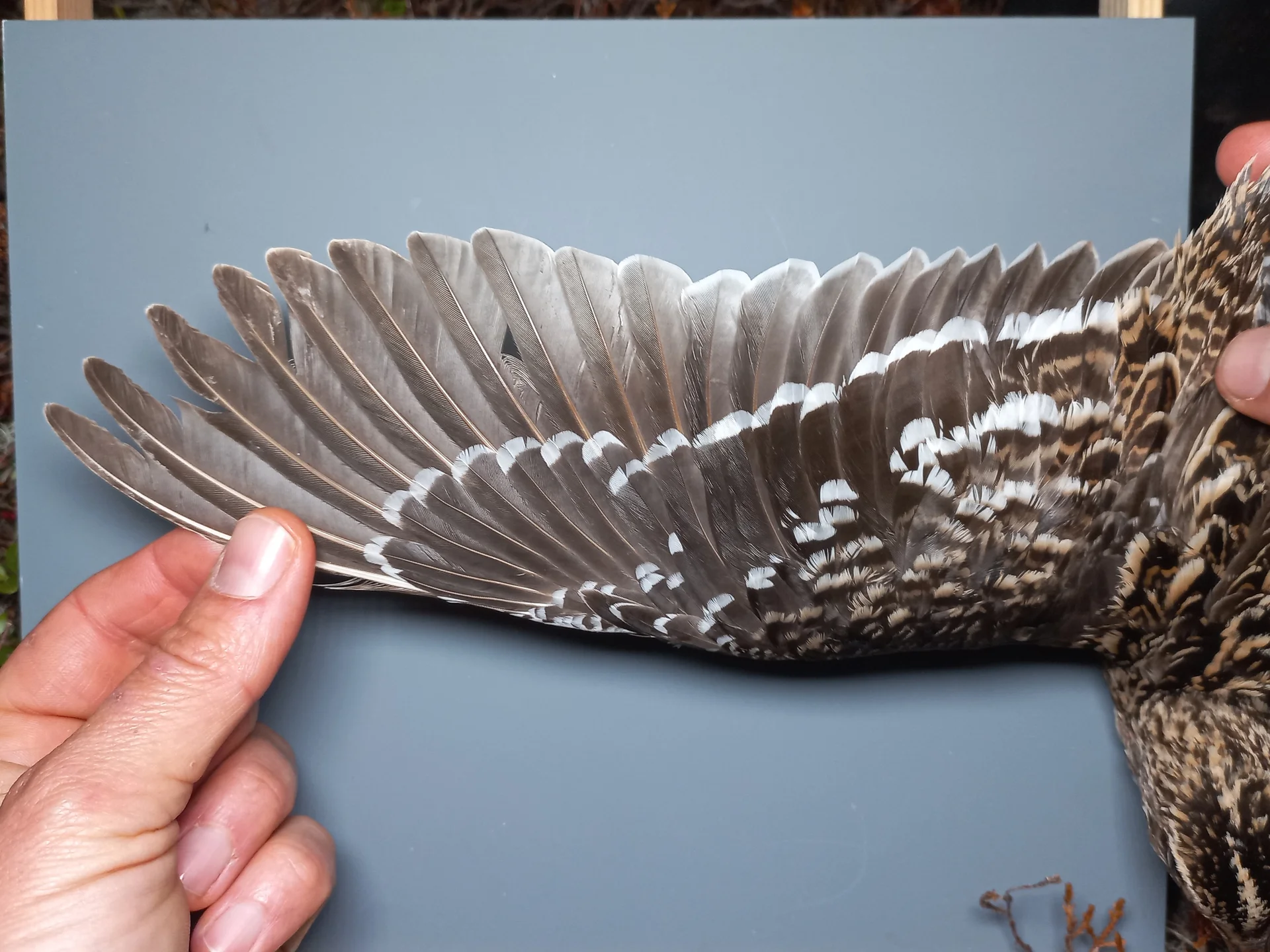 Vogelafbeelding