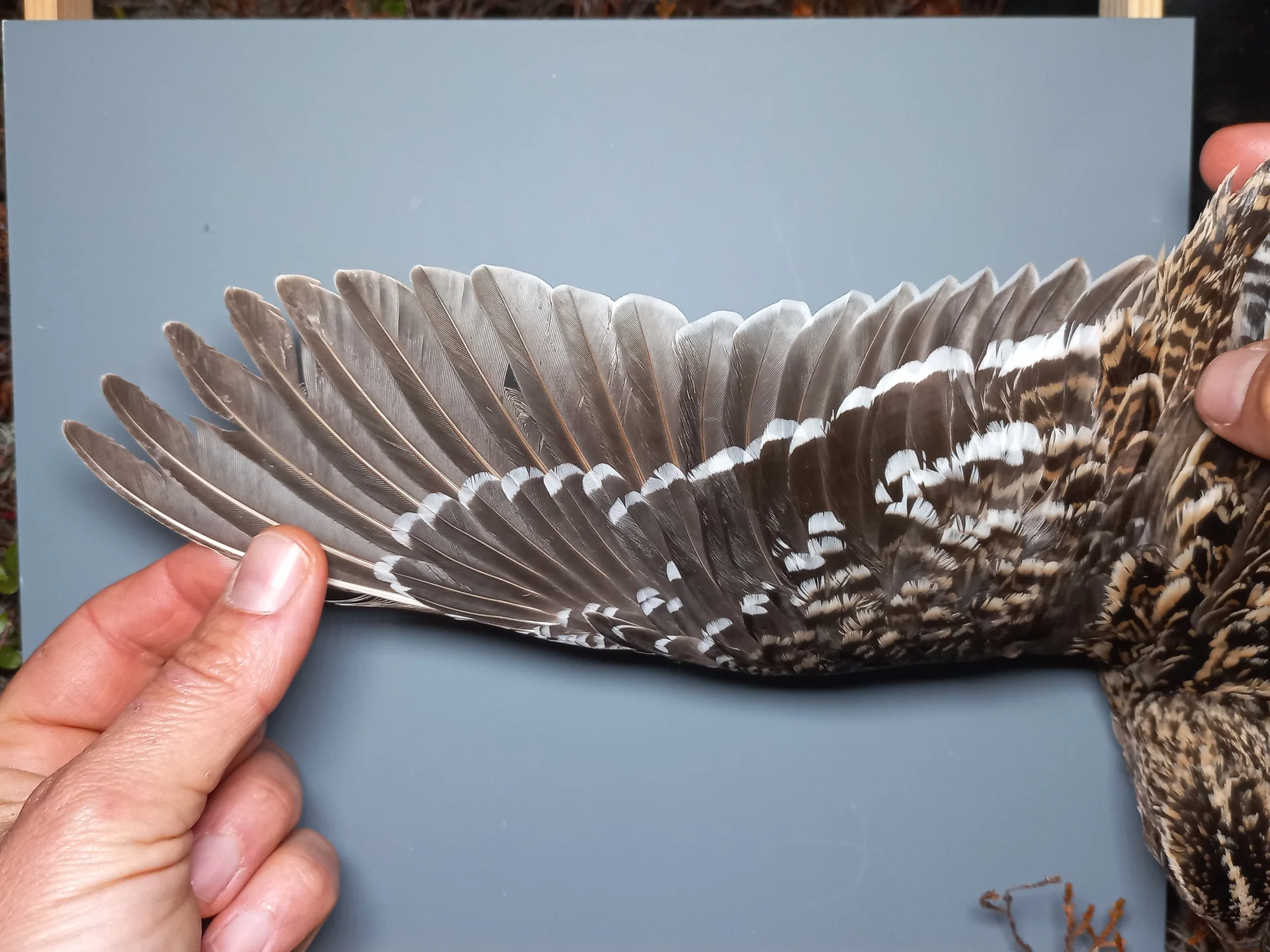 Vogelafbeelding