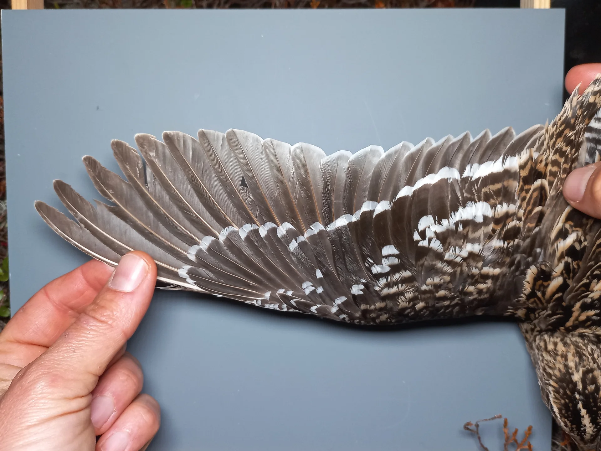 Vogelafbeelding