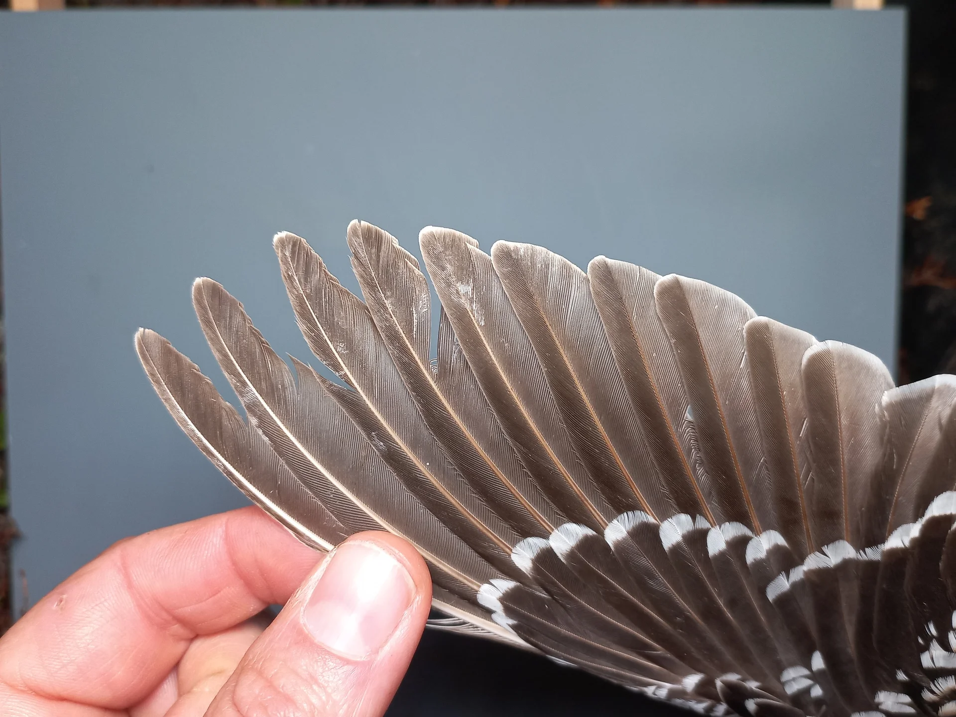 Vogelafbeelding
