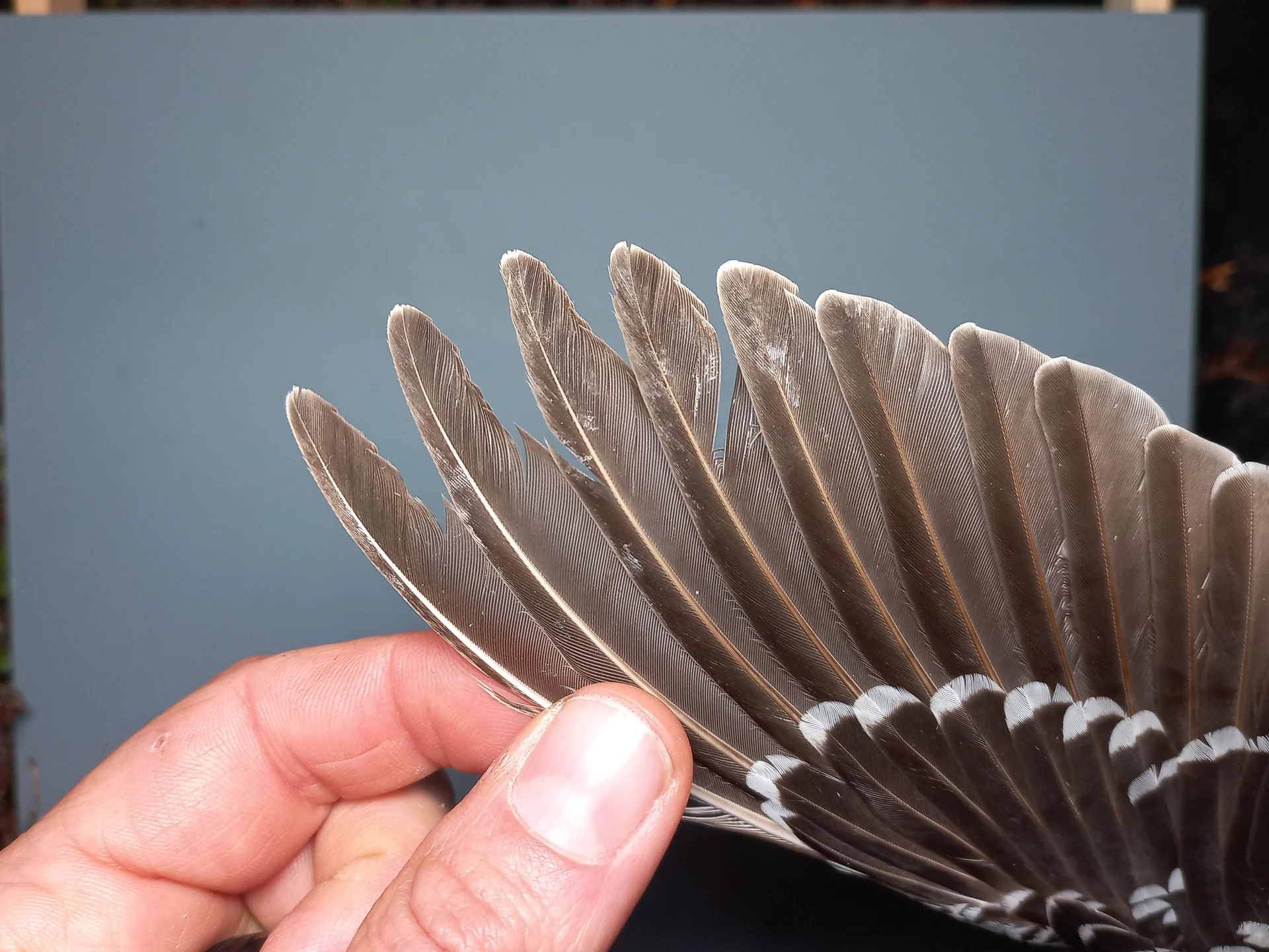 Vogelafbeelding