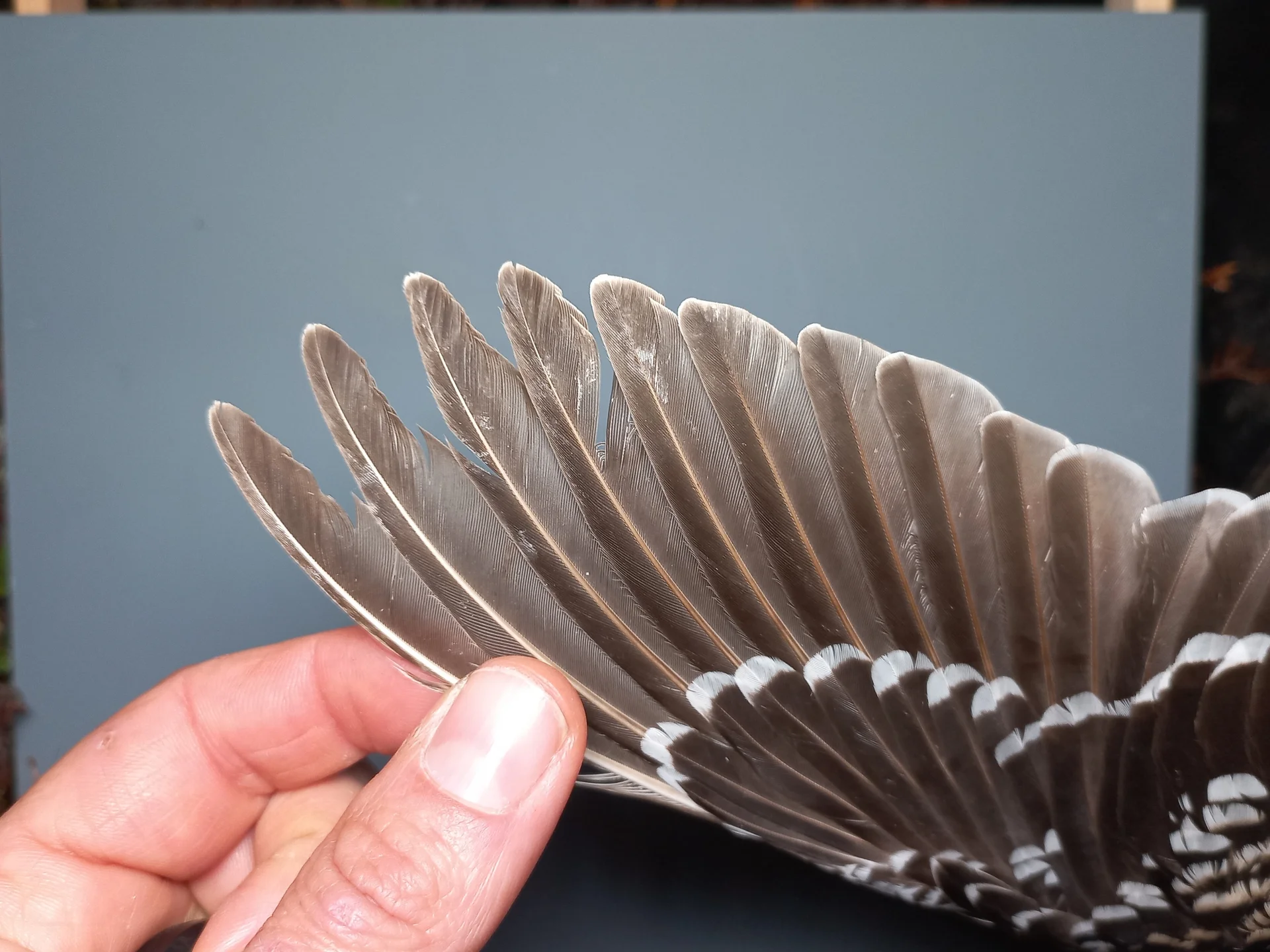 Vogelafbeelding