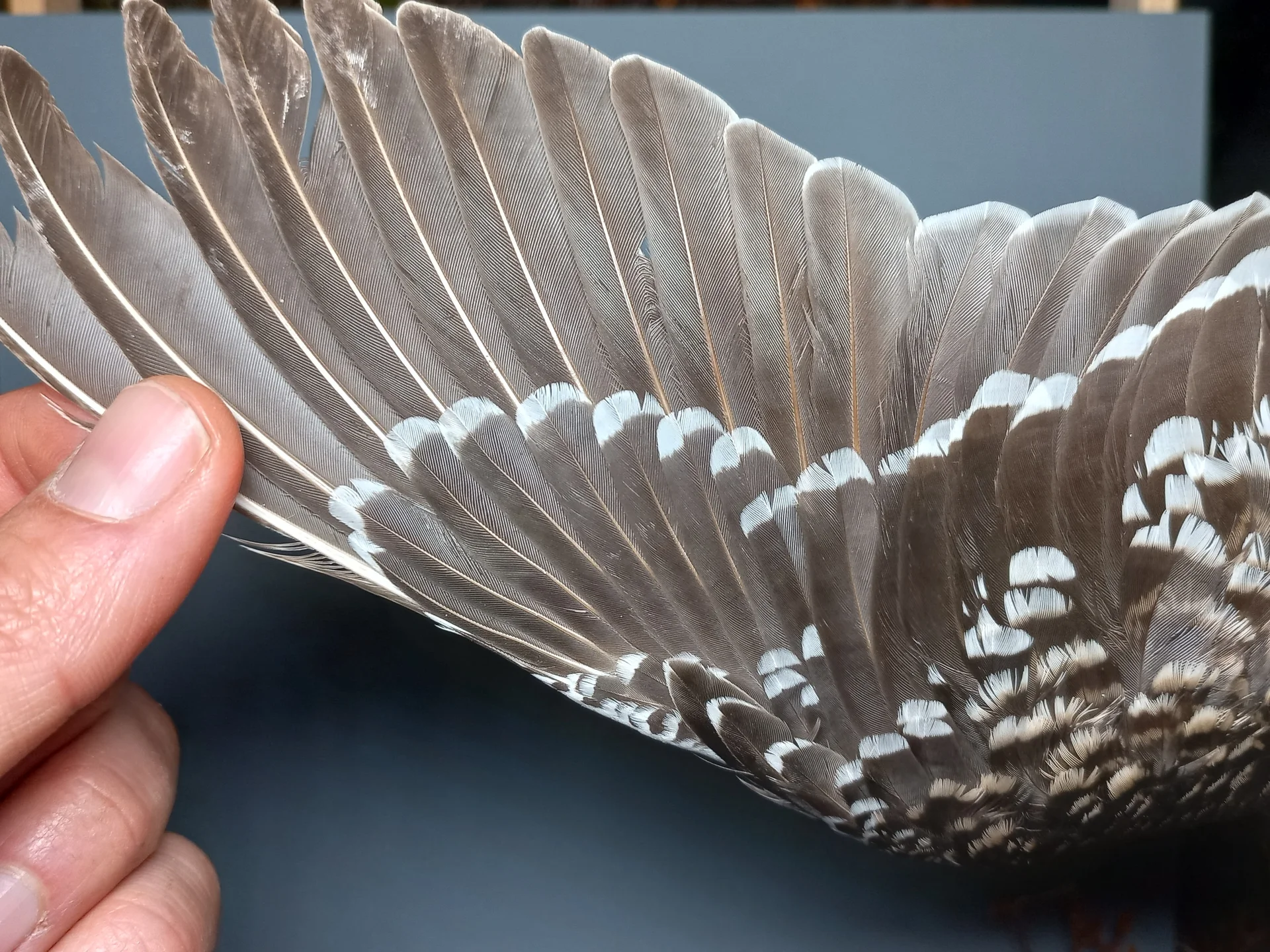 Vogelafbeelding