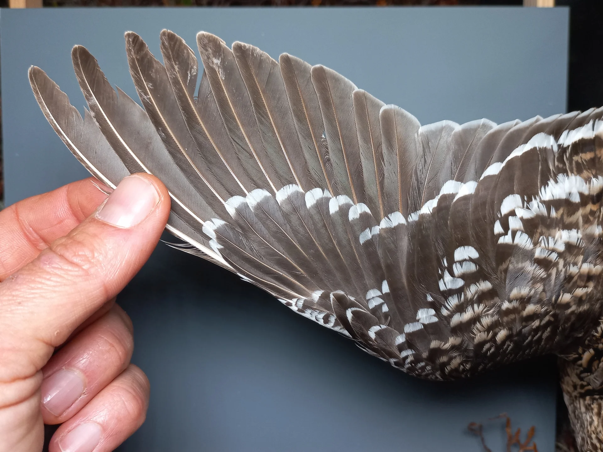Vogelafbeelding