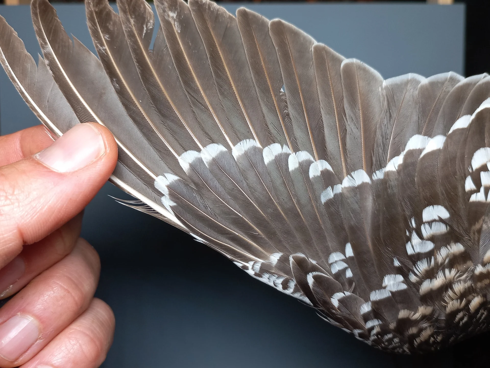 Vogelafbeelding