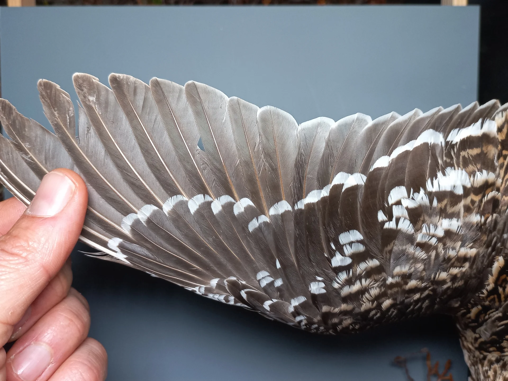 Vogelafbeelding