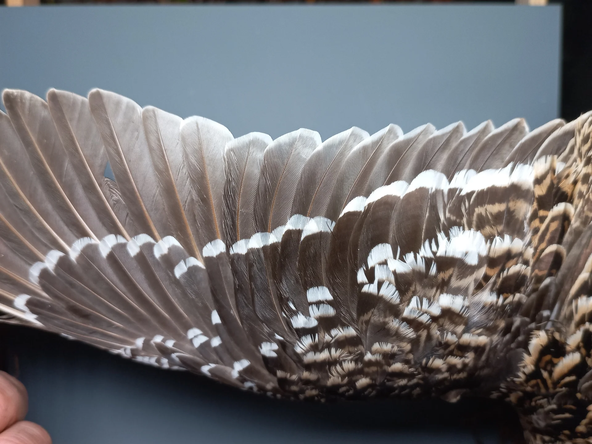Vogelafbeelding