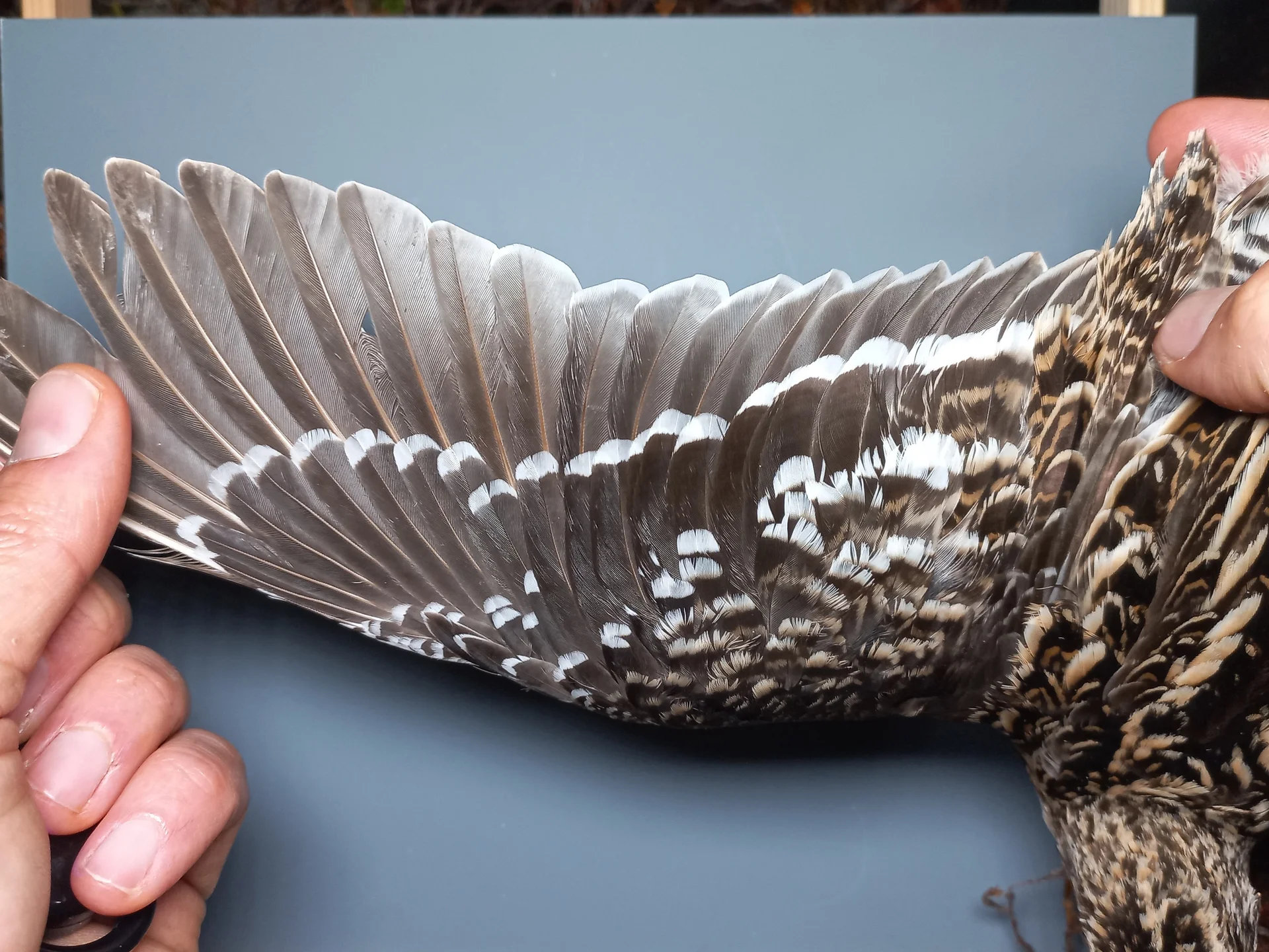 Vogelafbeelding