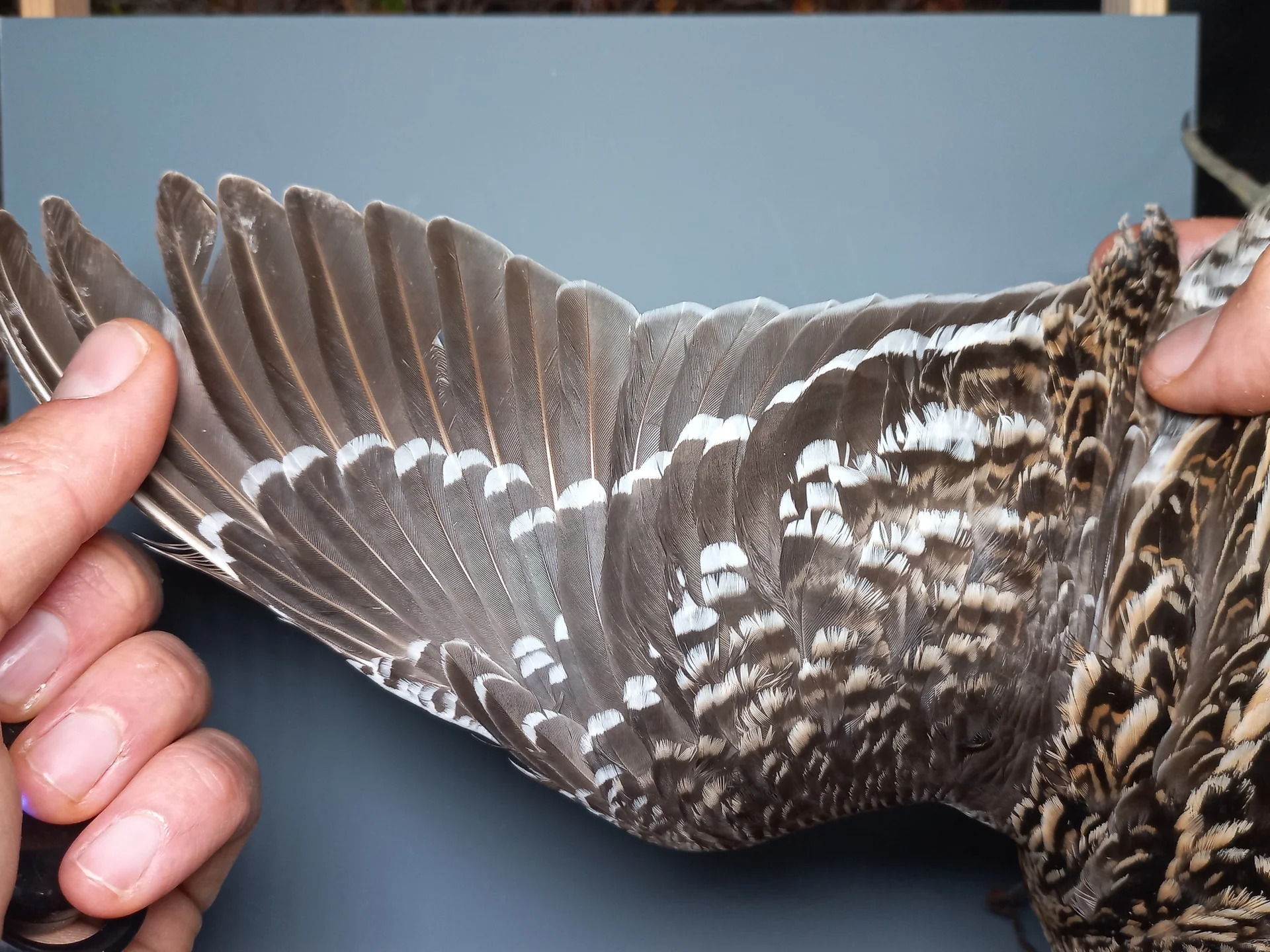 Vogelafbeelding