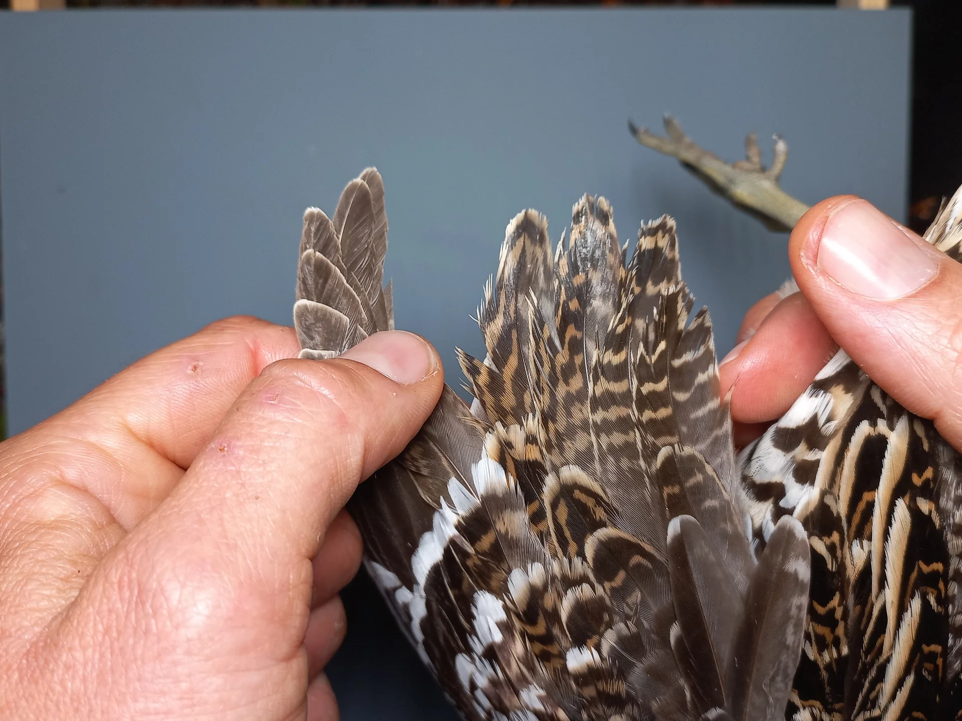 Vogelafbeelding