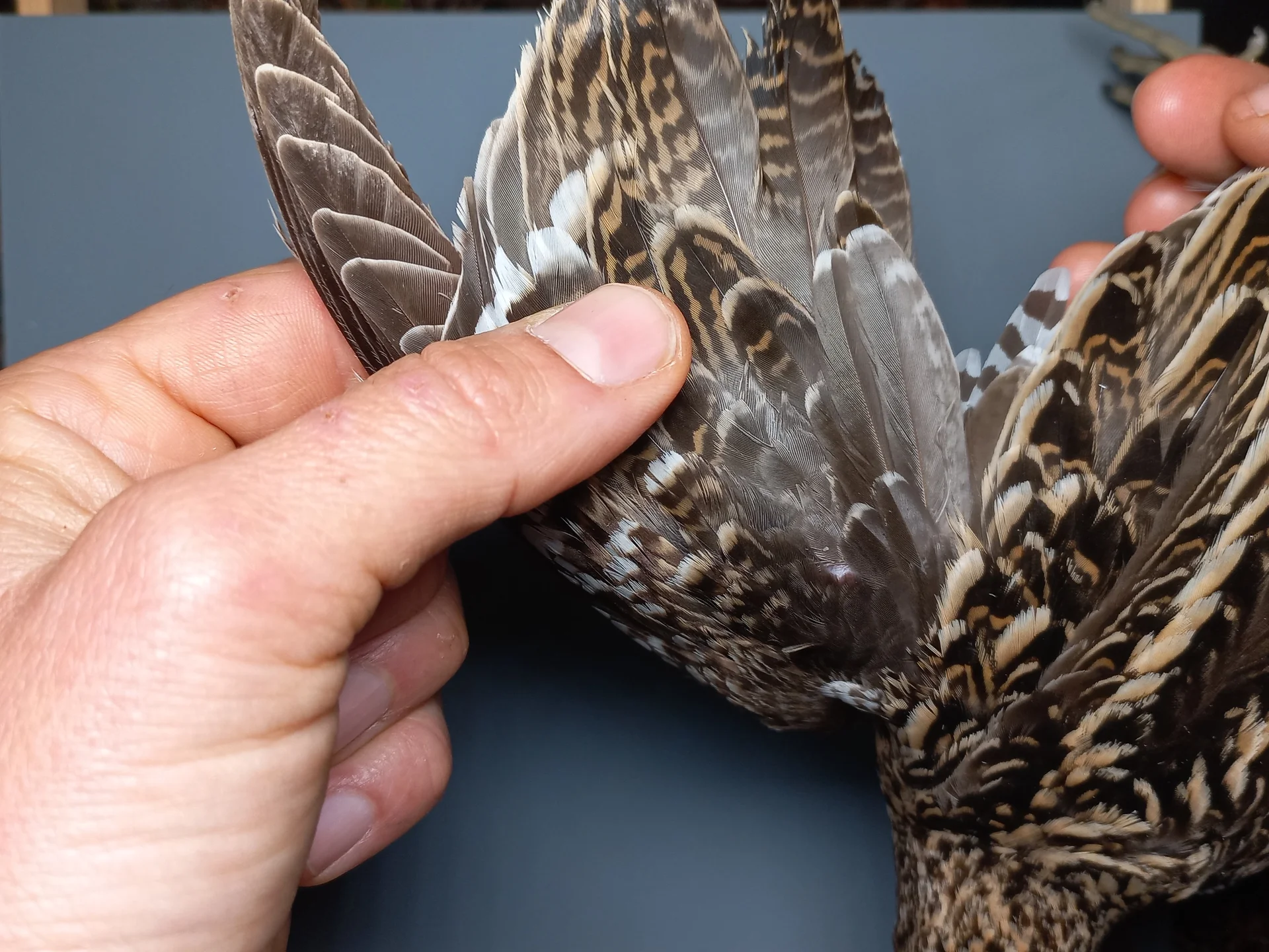Vogelafbeelding