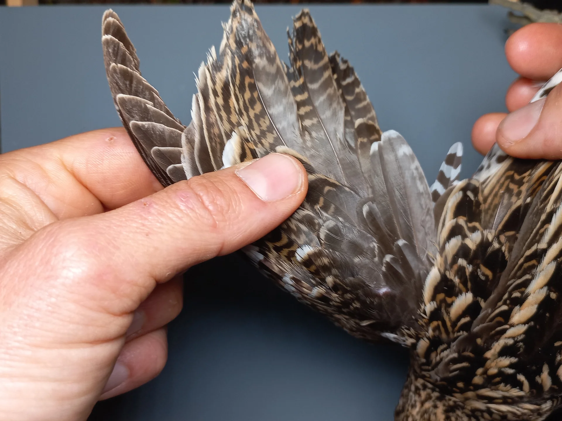 Vogelafbeelding