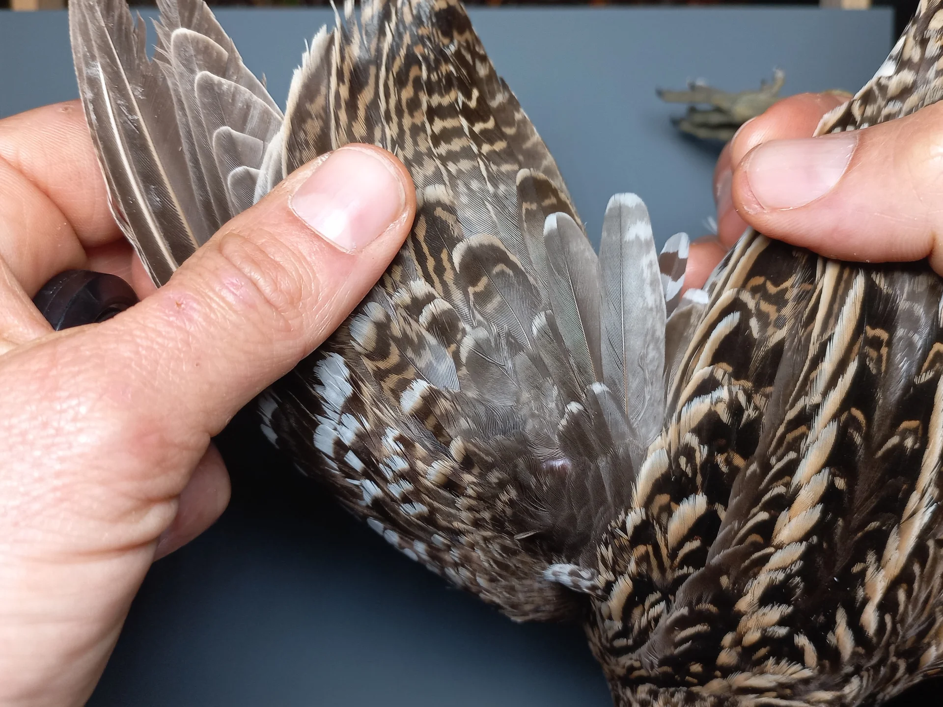 Vogelafbeelding