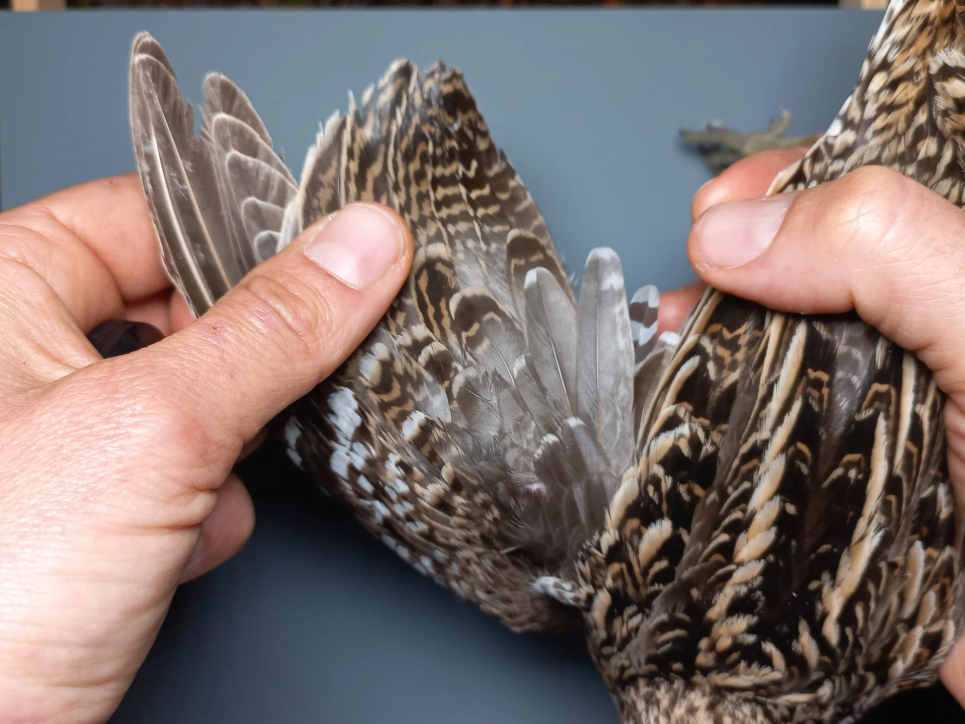Vogelafbeelding