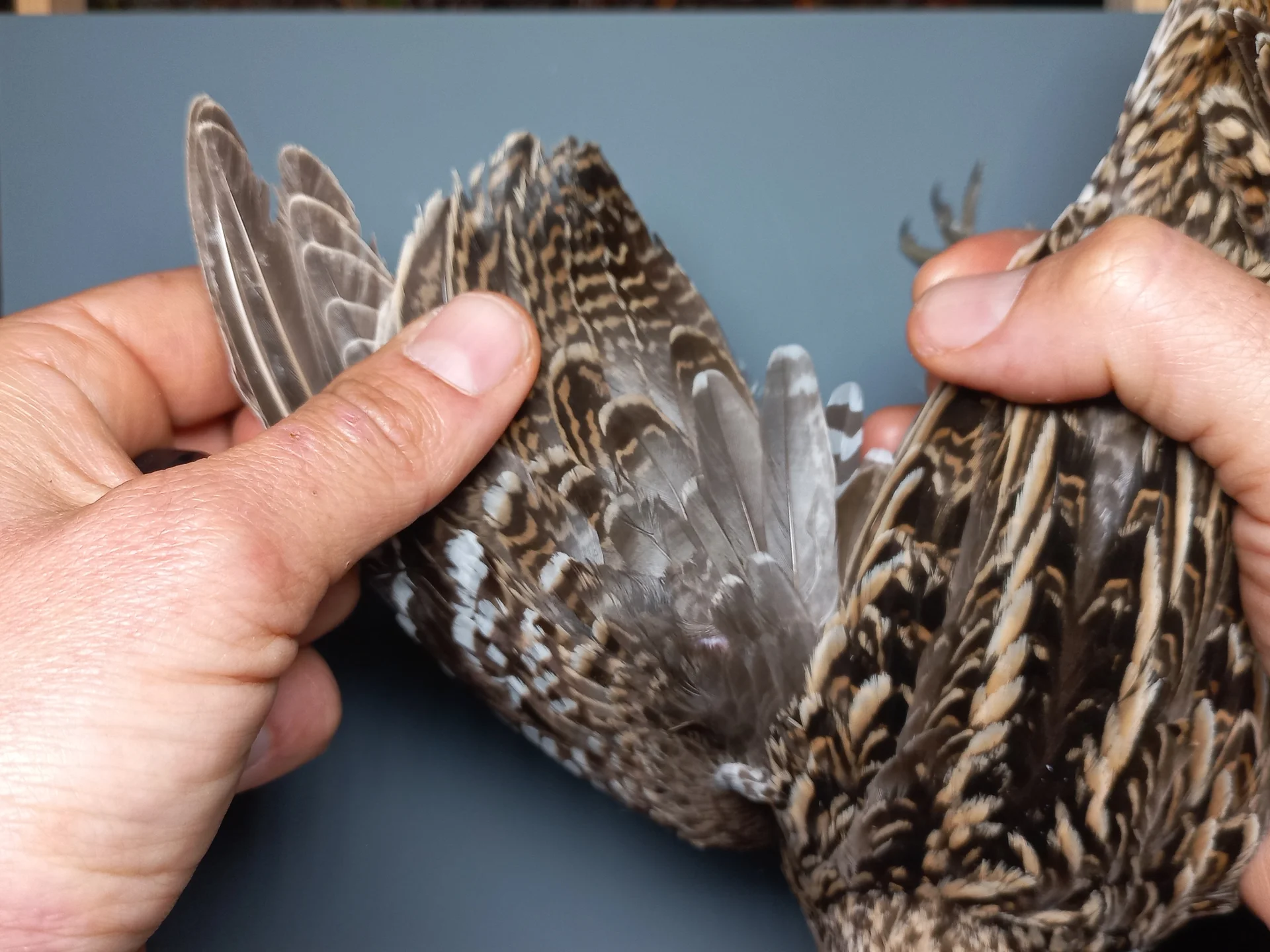 Vogelafbeelding